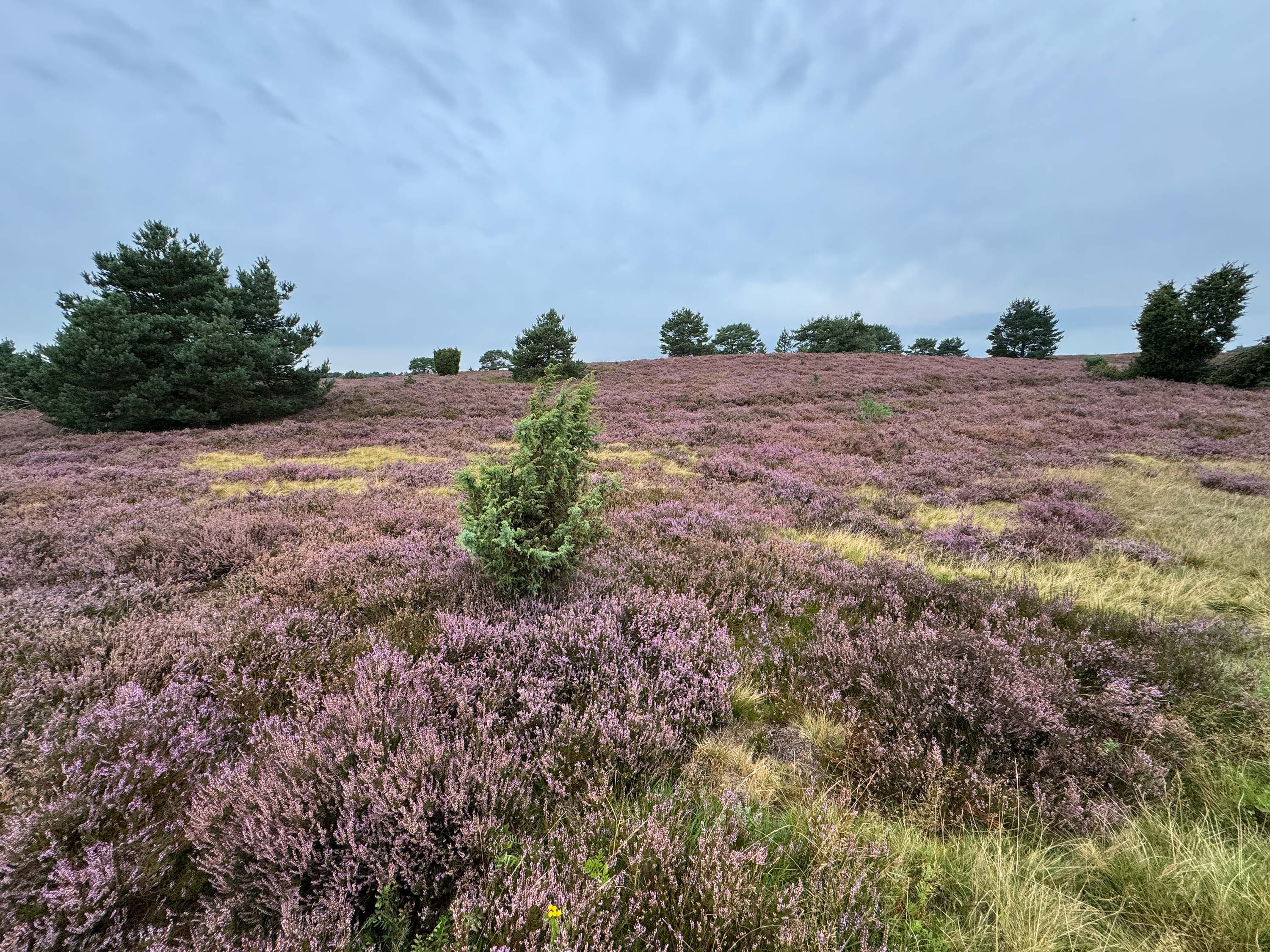 Stand der Heidebluete im Radenbachtal