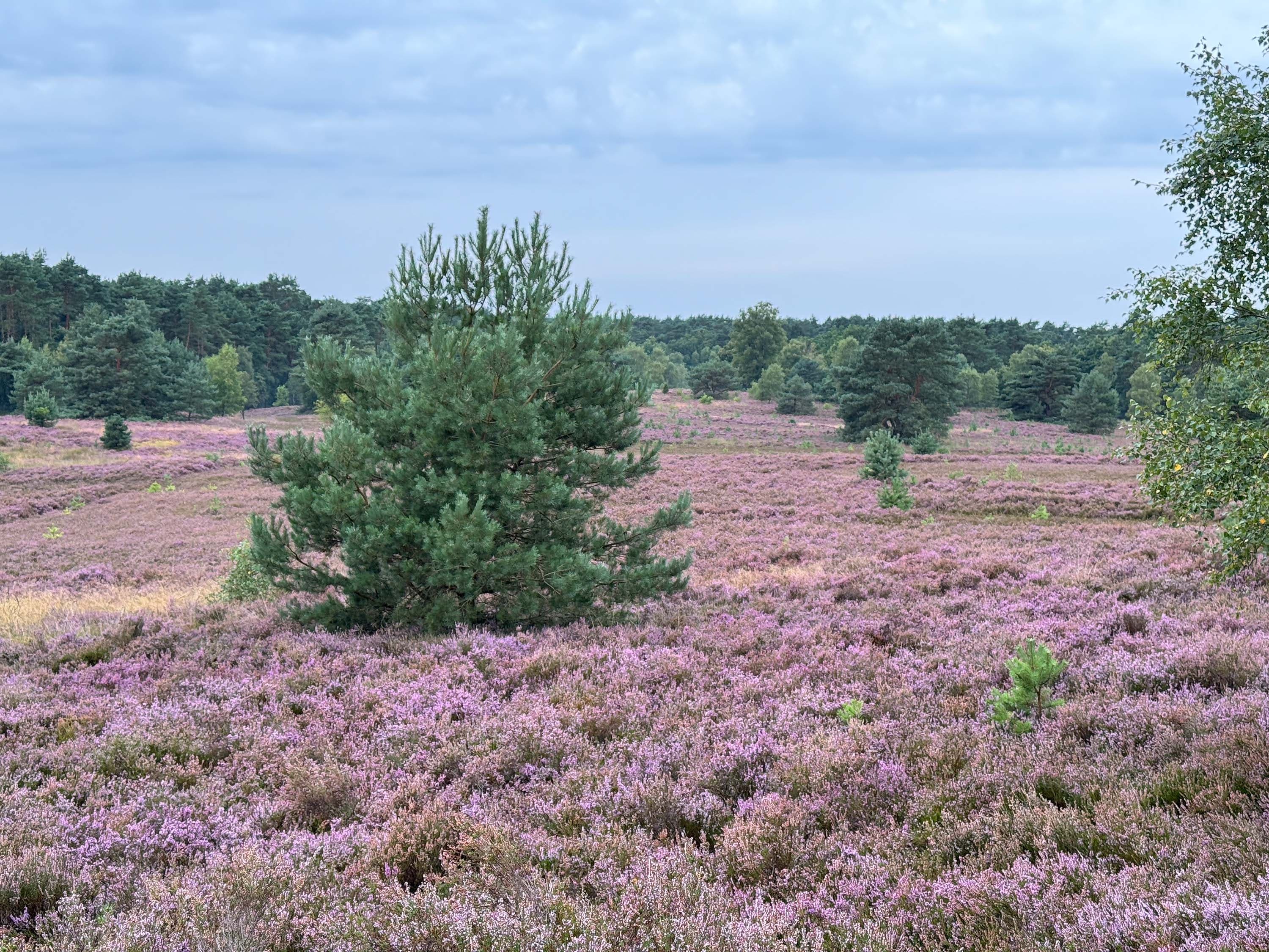 Stand der Heidebluete in der Weseler Heide