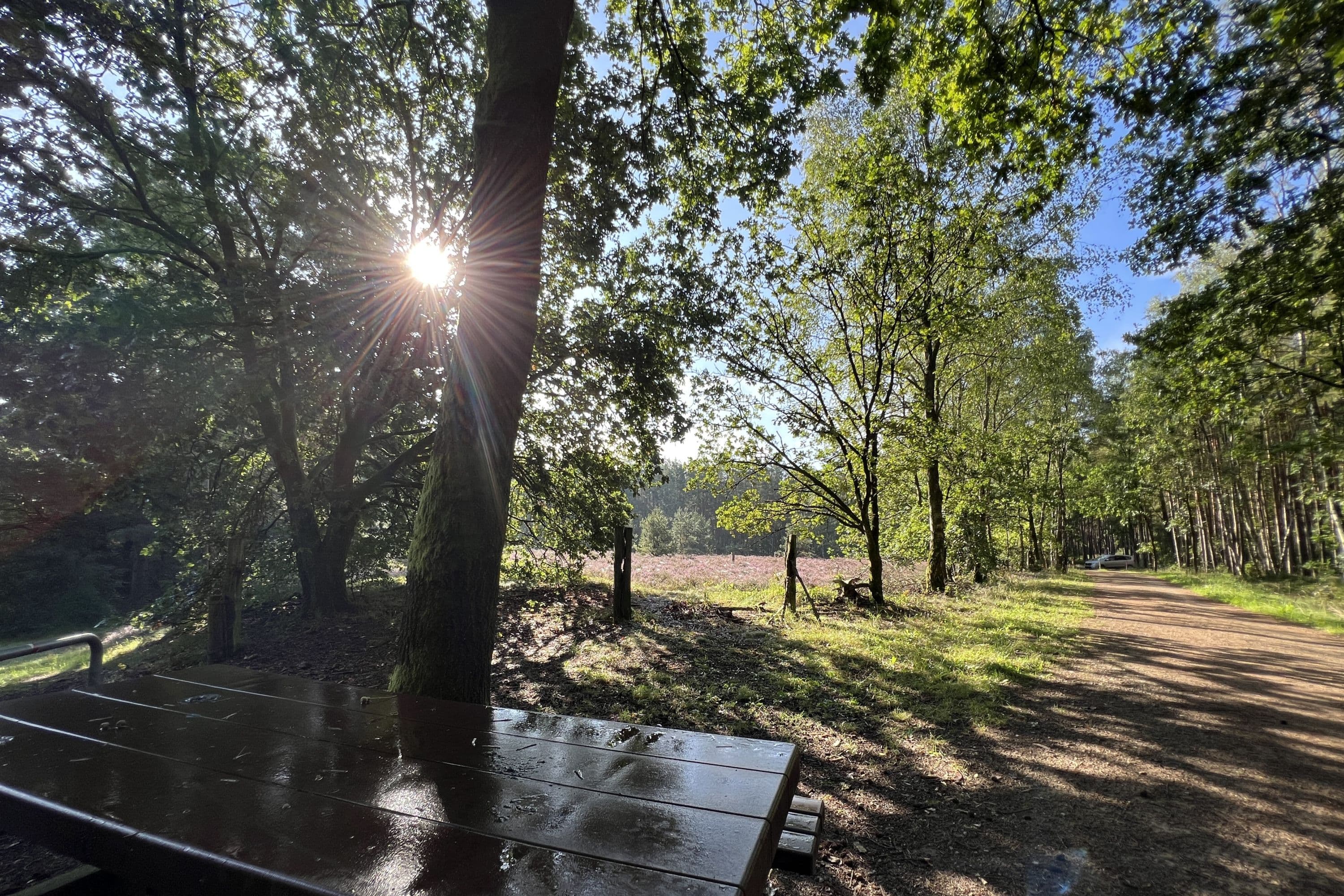 Heidefläche am Allerradweg bei Hambühren