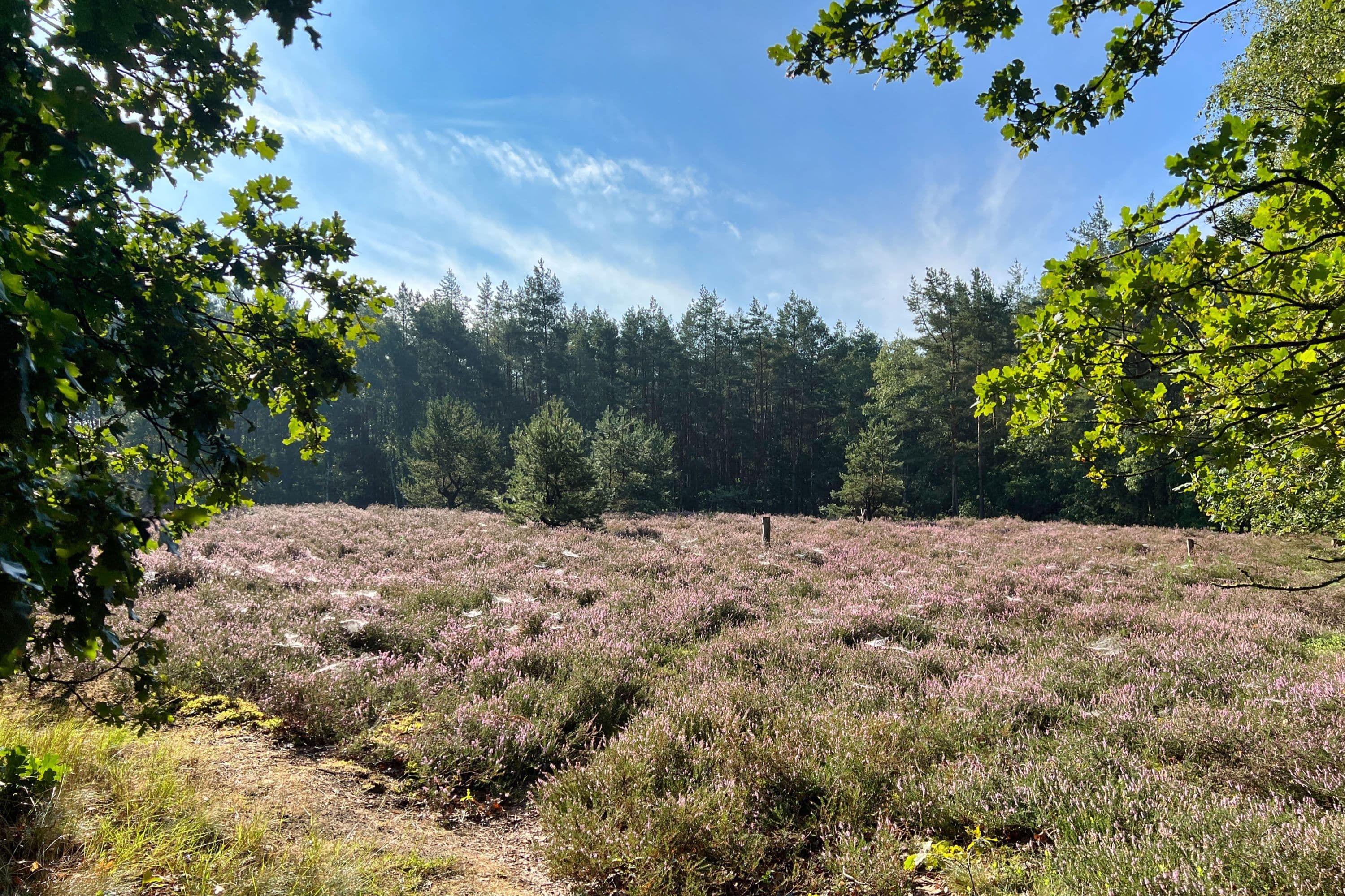 Heidefläche am Allerradweg bei Hambühren