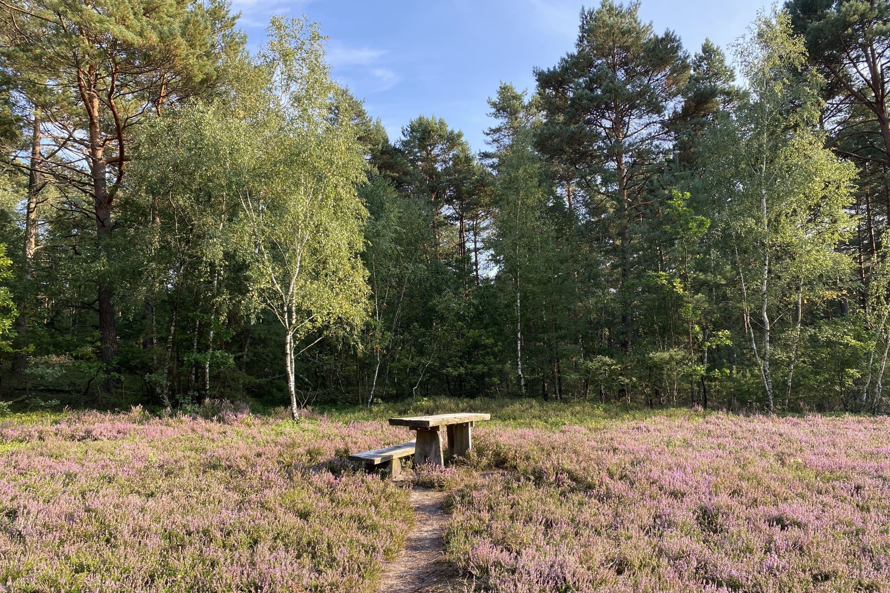 Heidefläche Meißendorf bei Winsen (Aller)