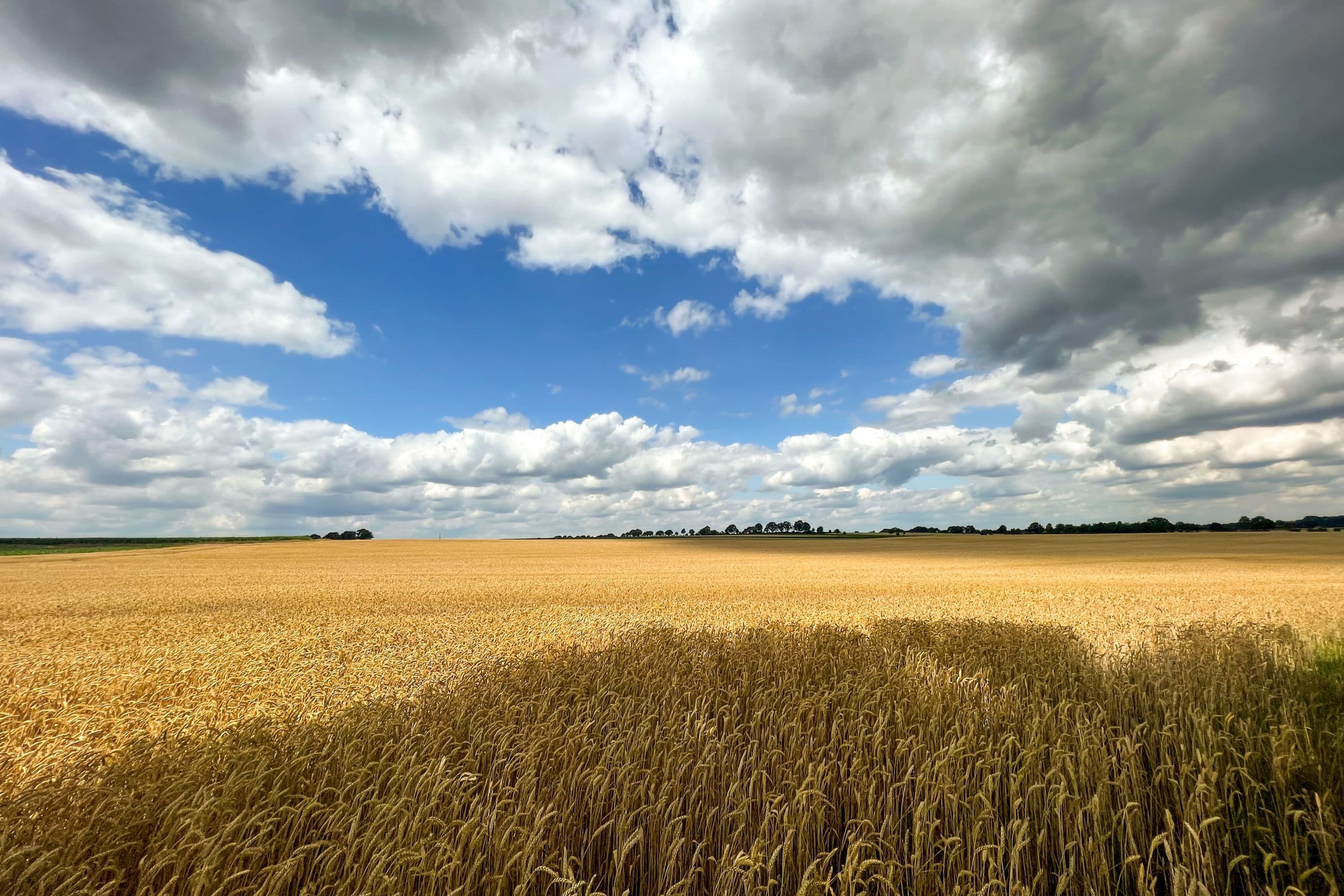 Felder bei Bergen im Sommer