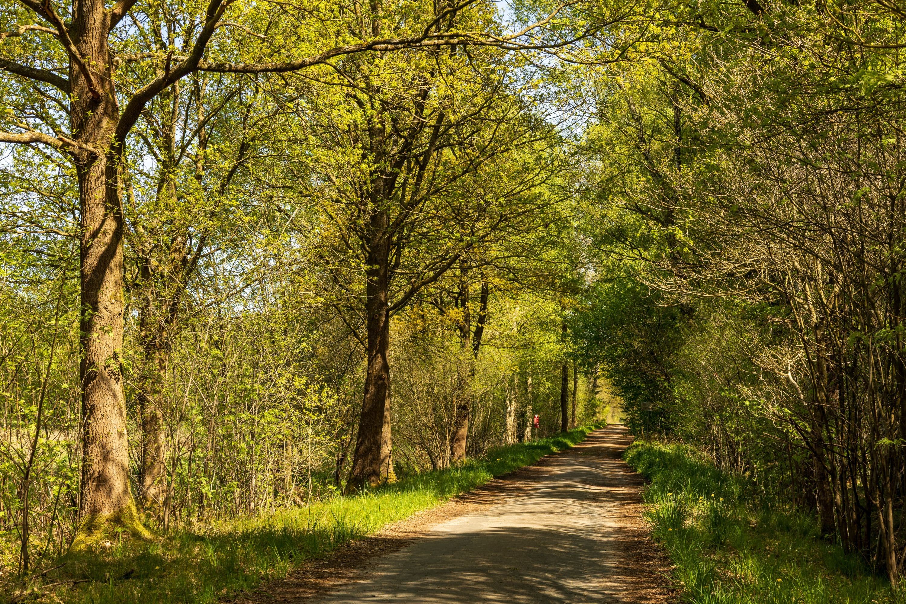 Das Becklinger Moor bei Bergen