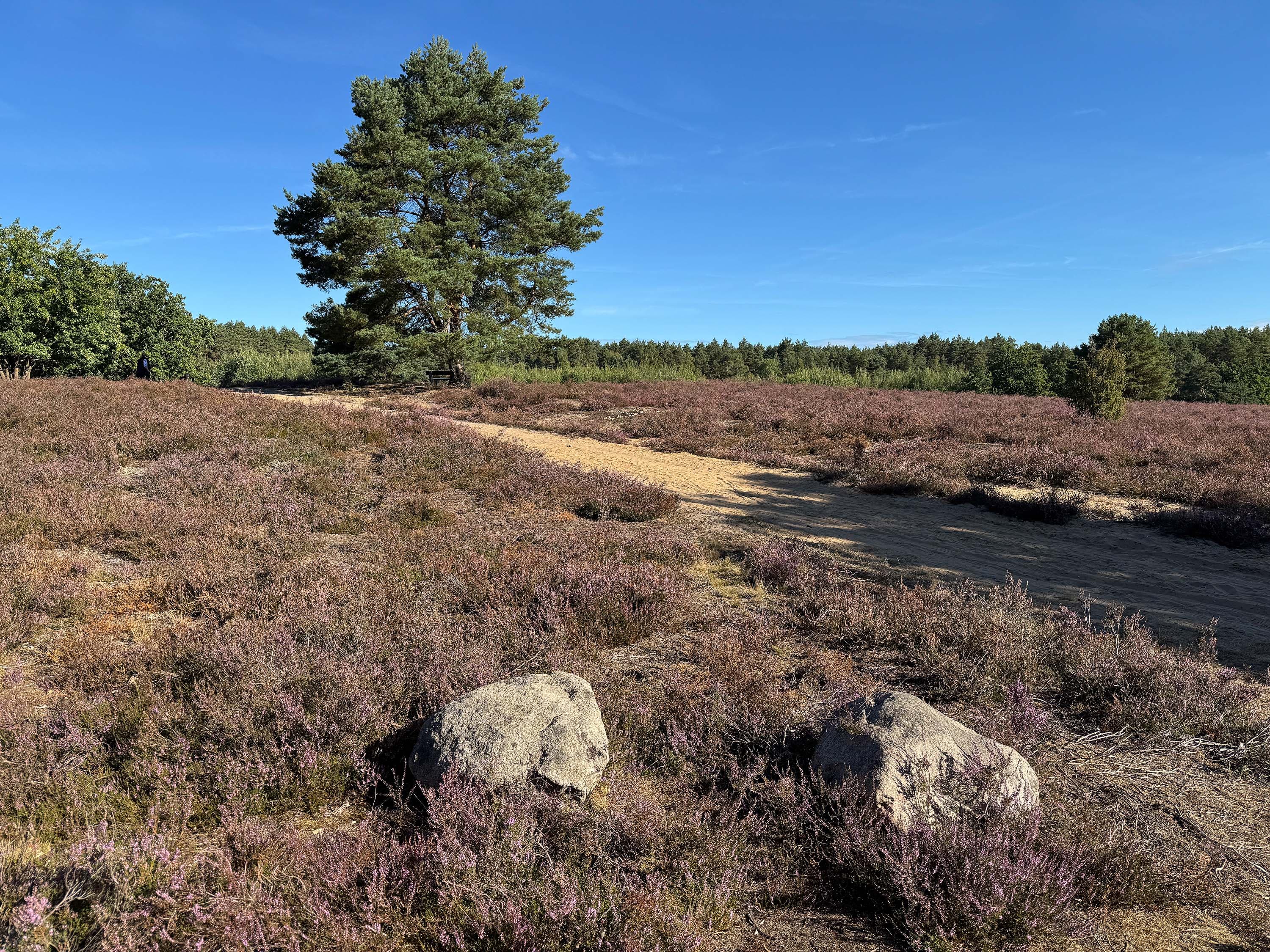 Stand der Heidebluete in der Bad Bodenteicher Heide