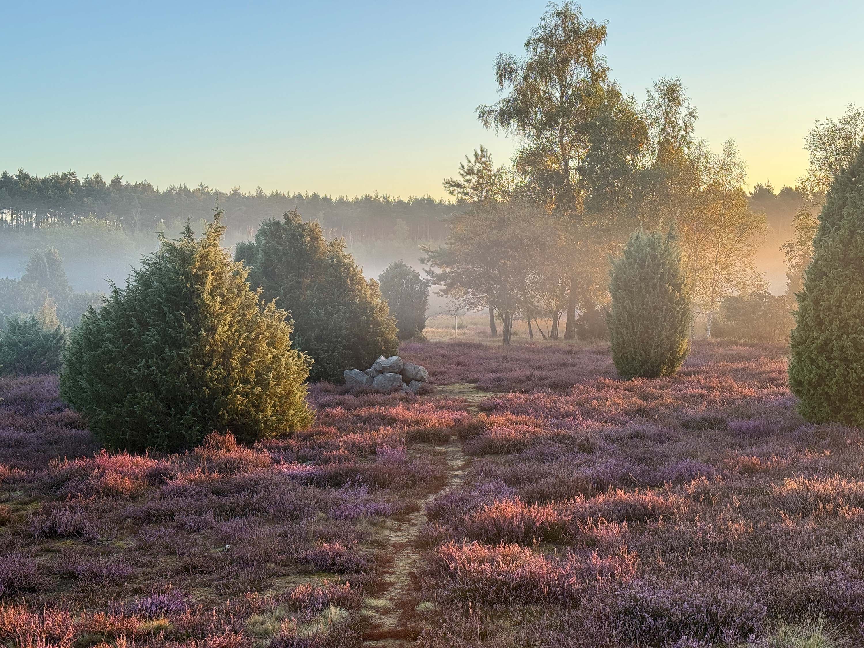Stand der Heidebluete in der Ellerndorfer Wacholderheide