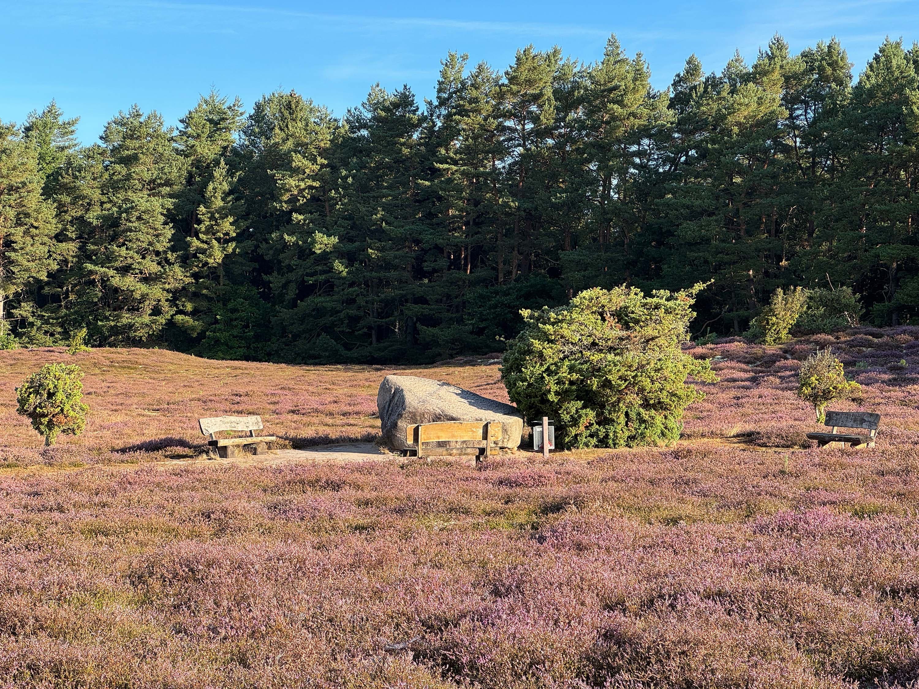 Klein Bünstorfer Heide Stand der Heideblüte