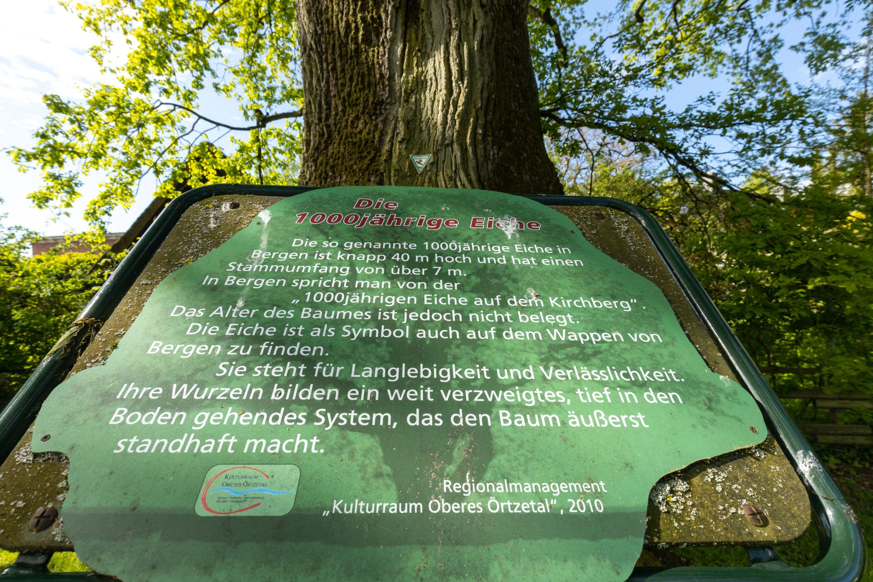 1000 Jährige Eiche in Bergen