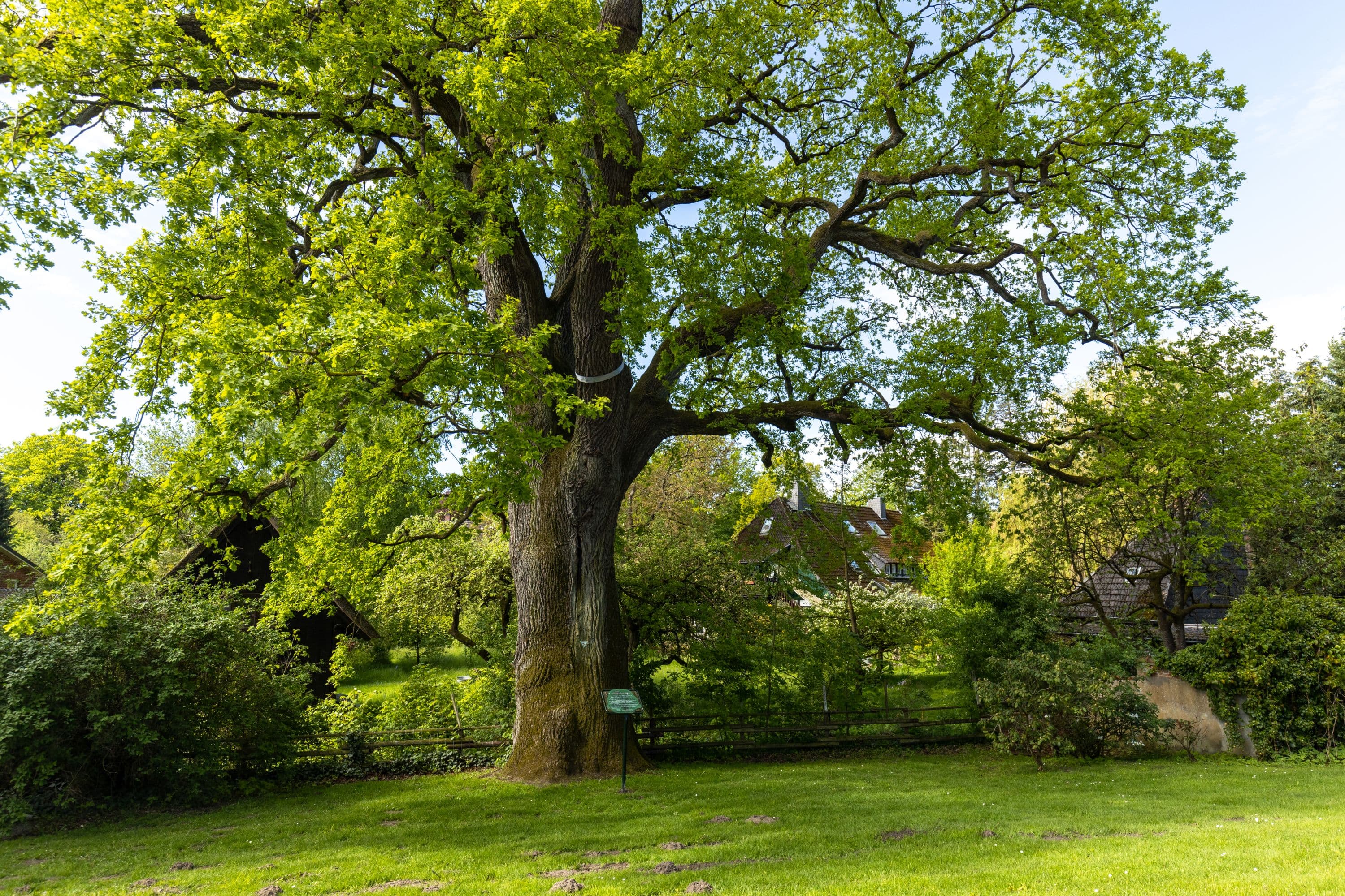 1000 Jährige Eiche in Bergen