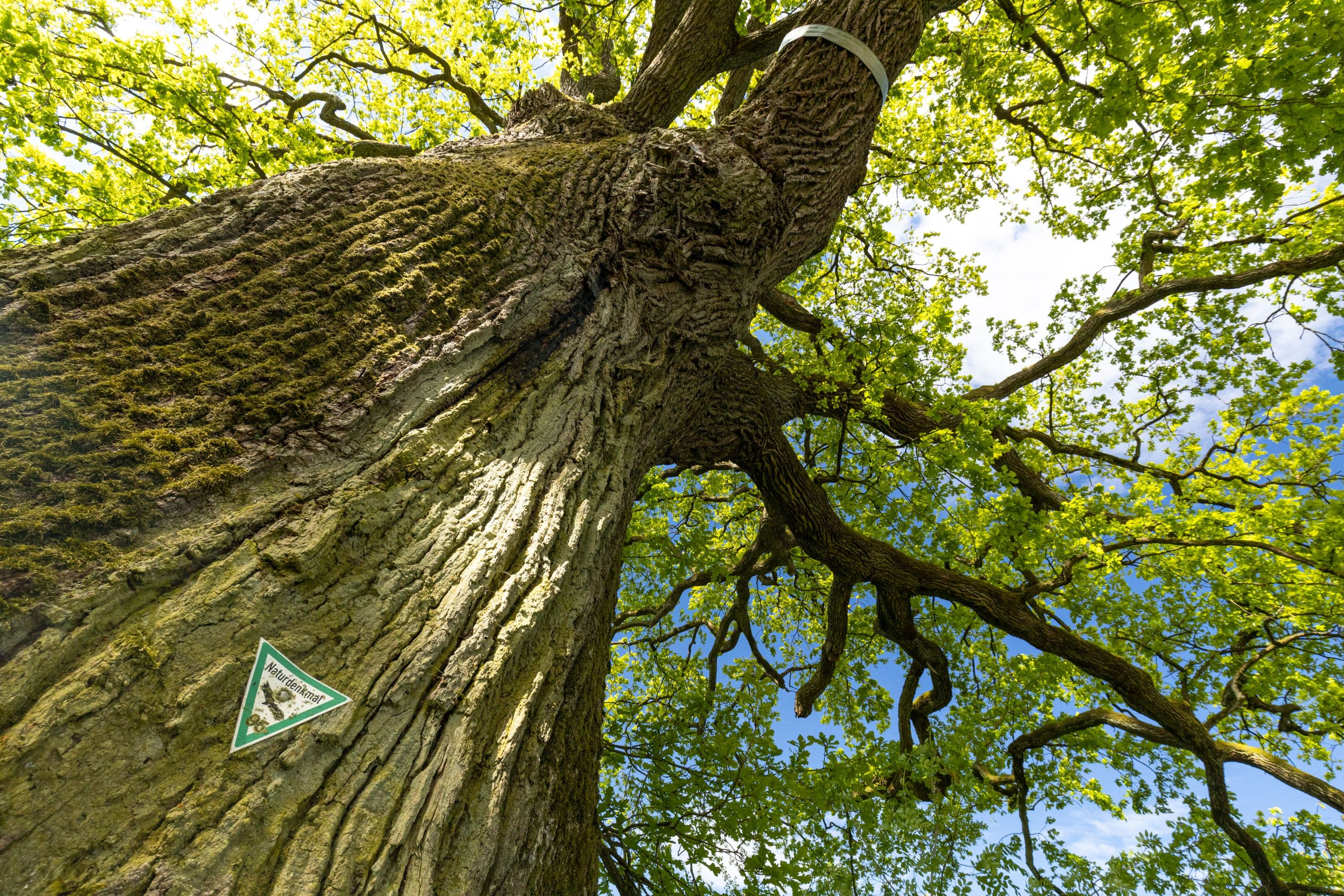 1000 Jährige Eiche in Bergen