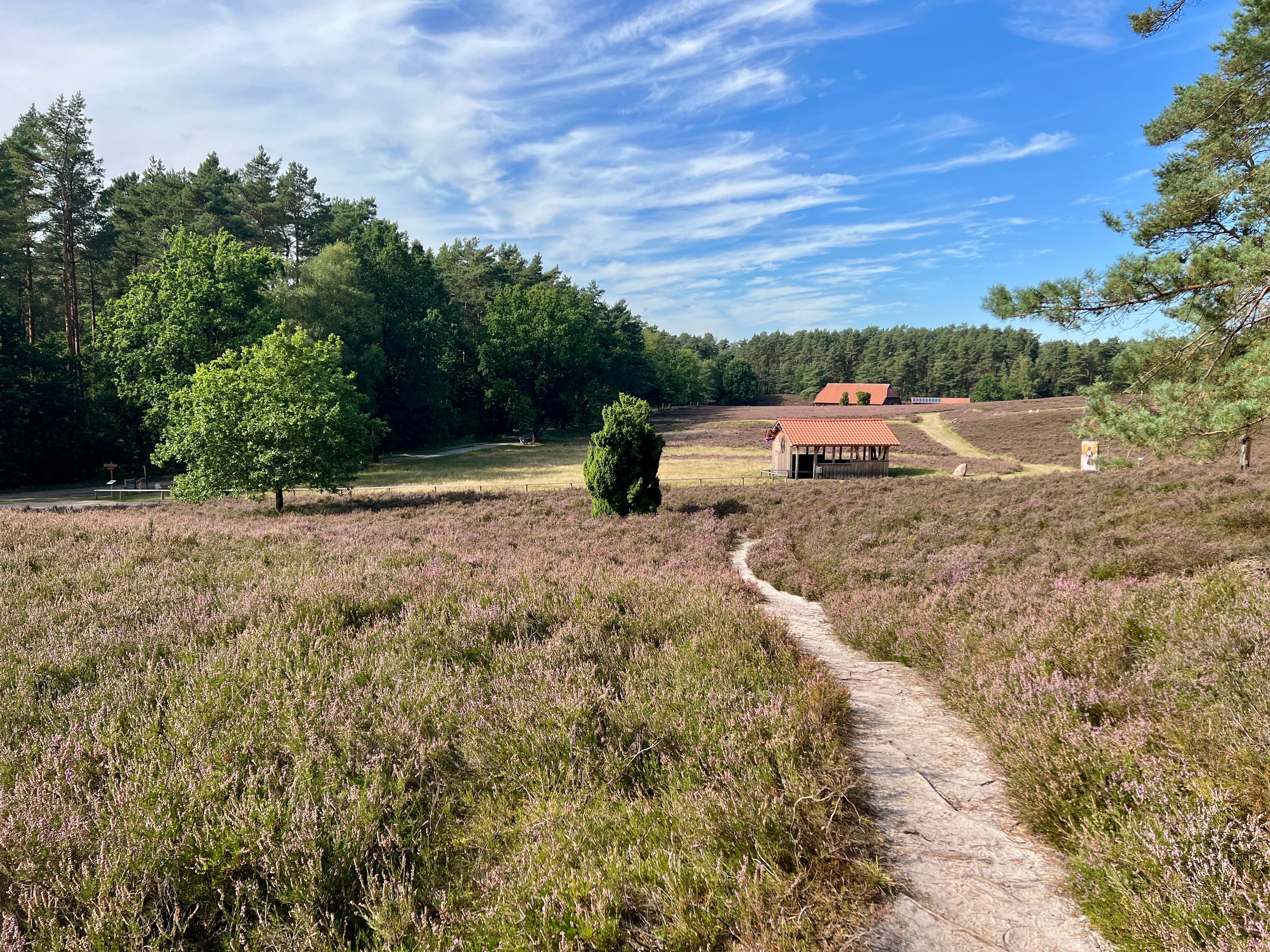 Kronsbergheide Amelinghausen Heideblüte