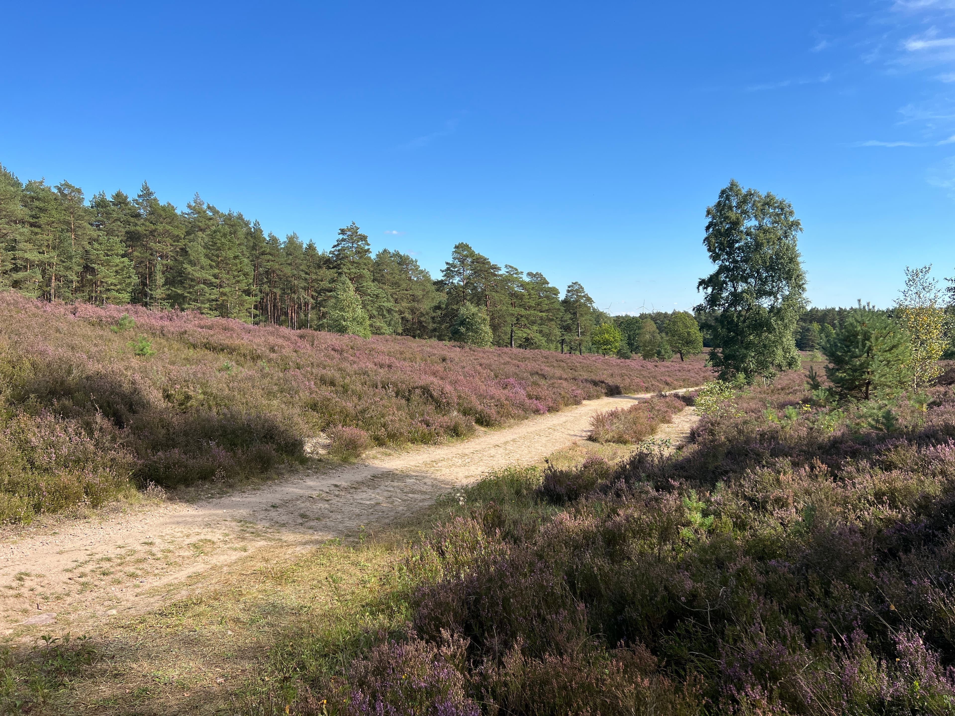 Heideblüte in der Schwindebecker Heide bei Soderstorf