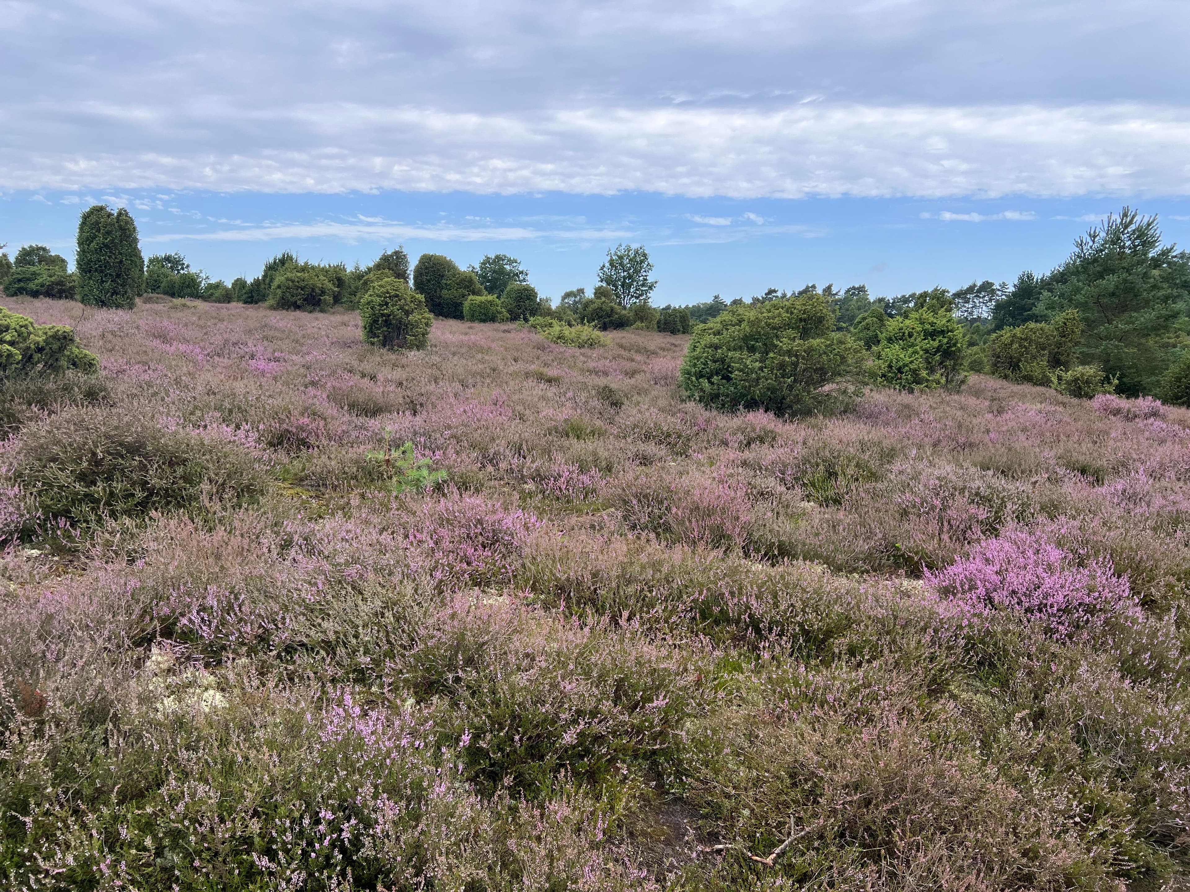 Stand der Heideblüte in der Ellerndorfer Wacholderheide