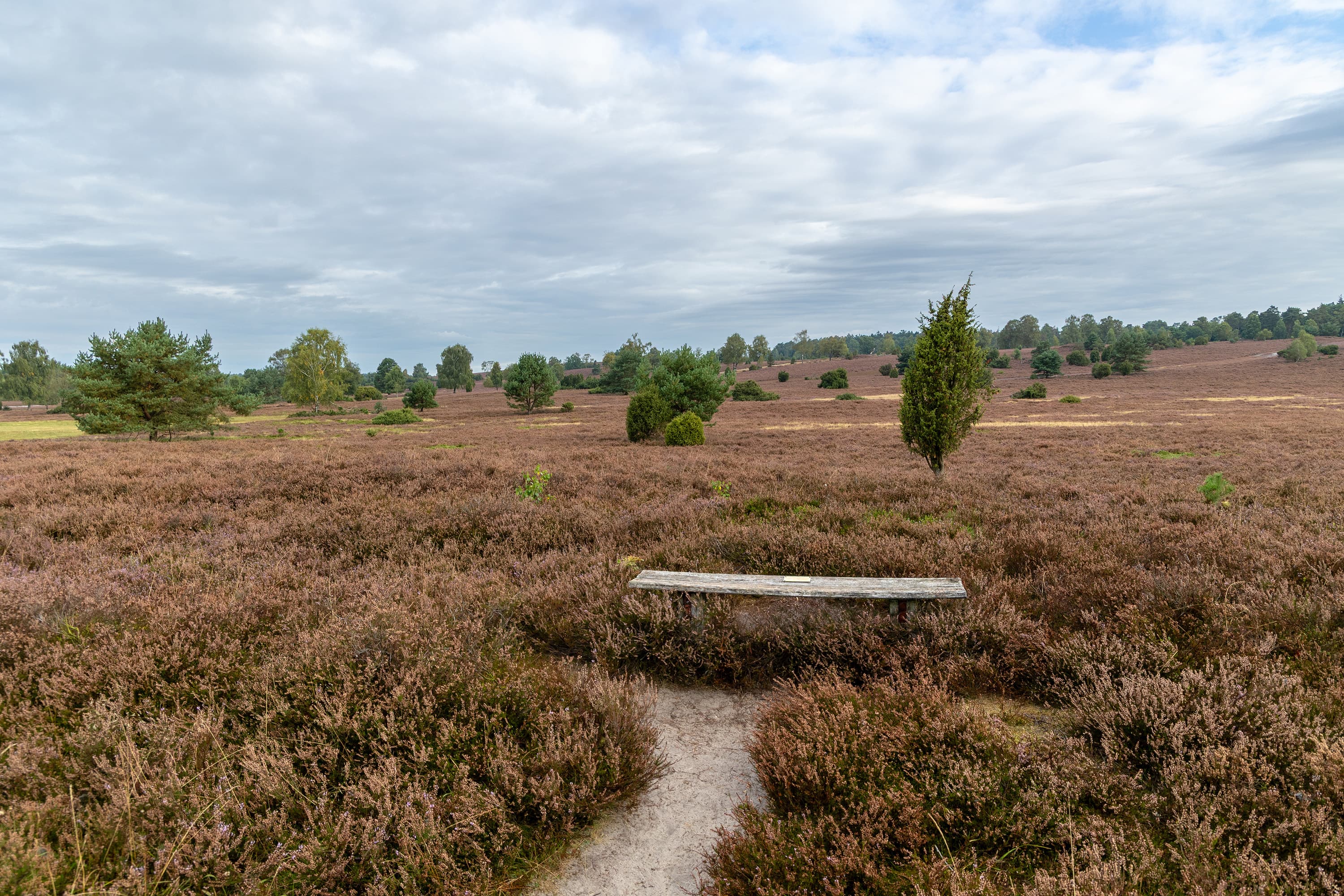 Stand der Heideblüte in der Oberhaverbecker Heide