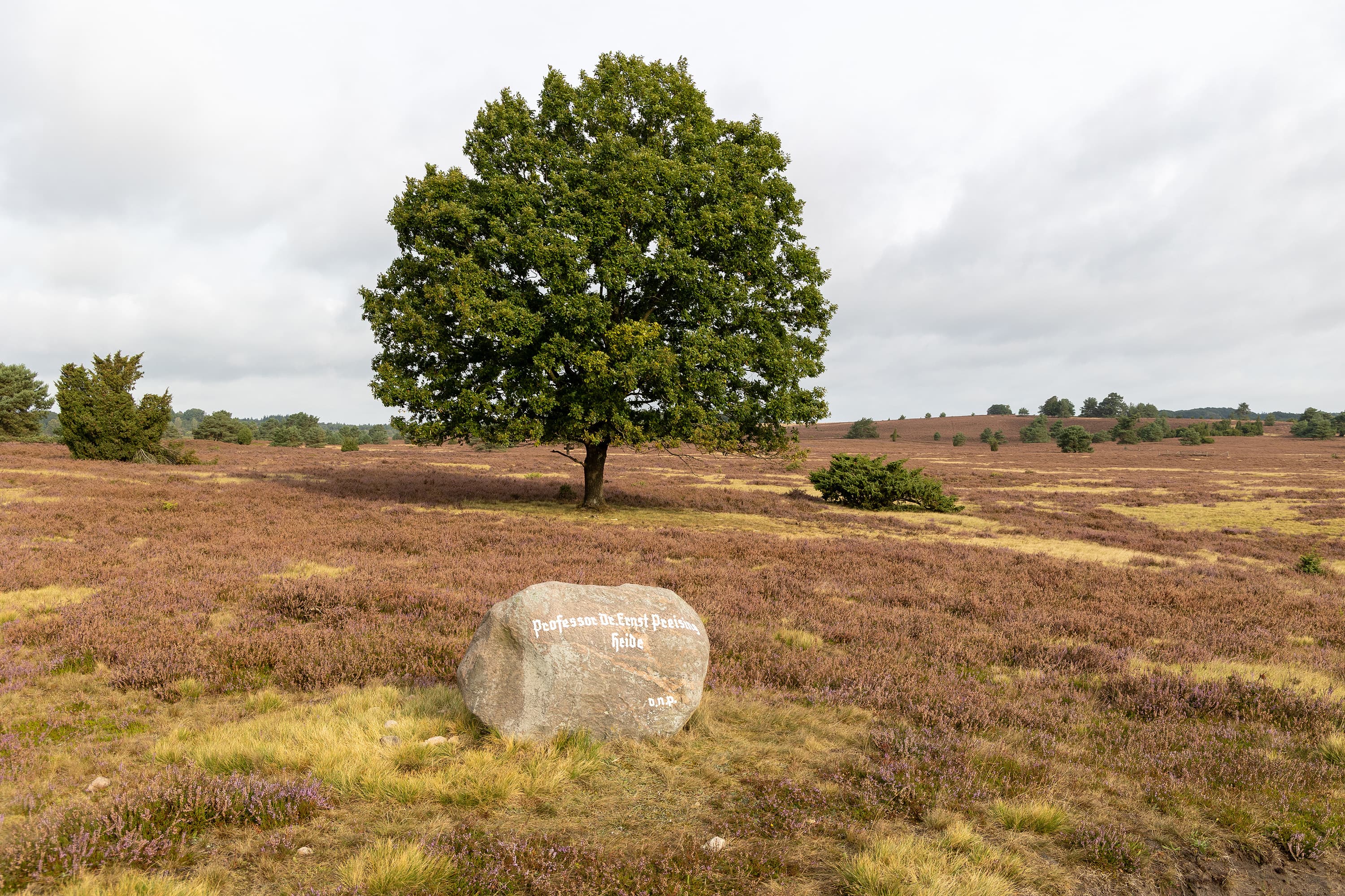 Stand der Heideblüte in der Niederhaverbecker Heide