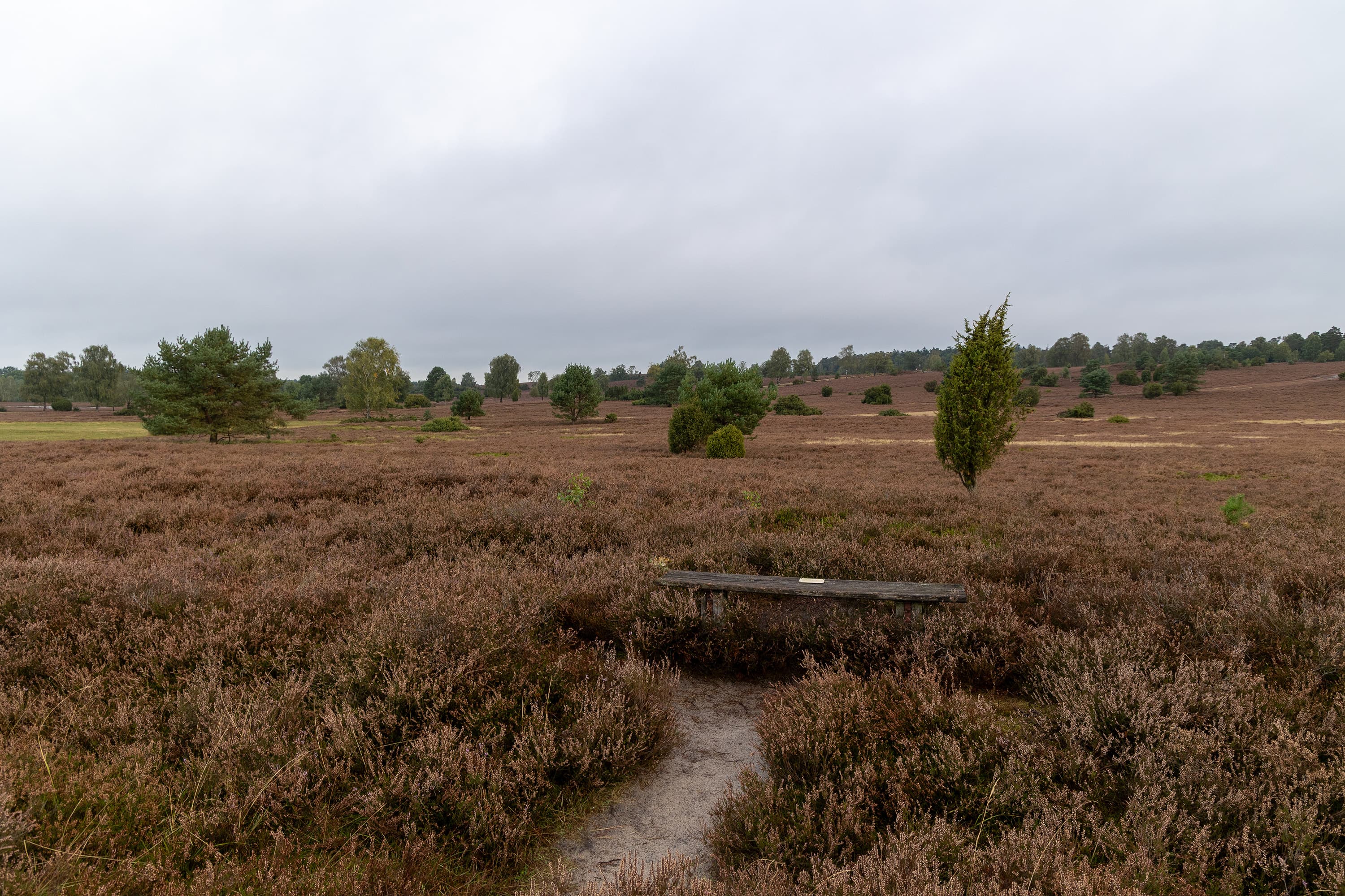 Stand der Heideblüte in der Oberhaverbecker Heide