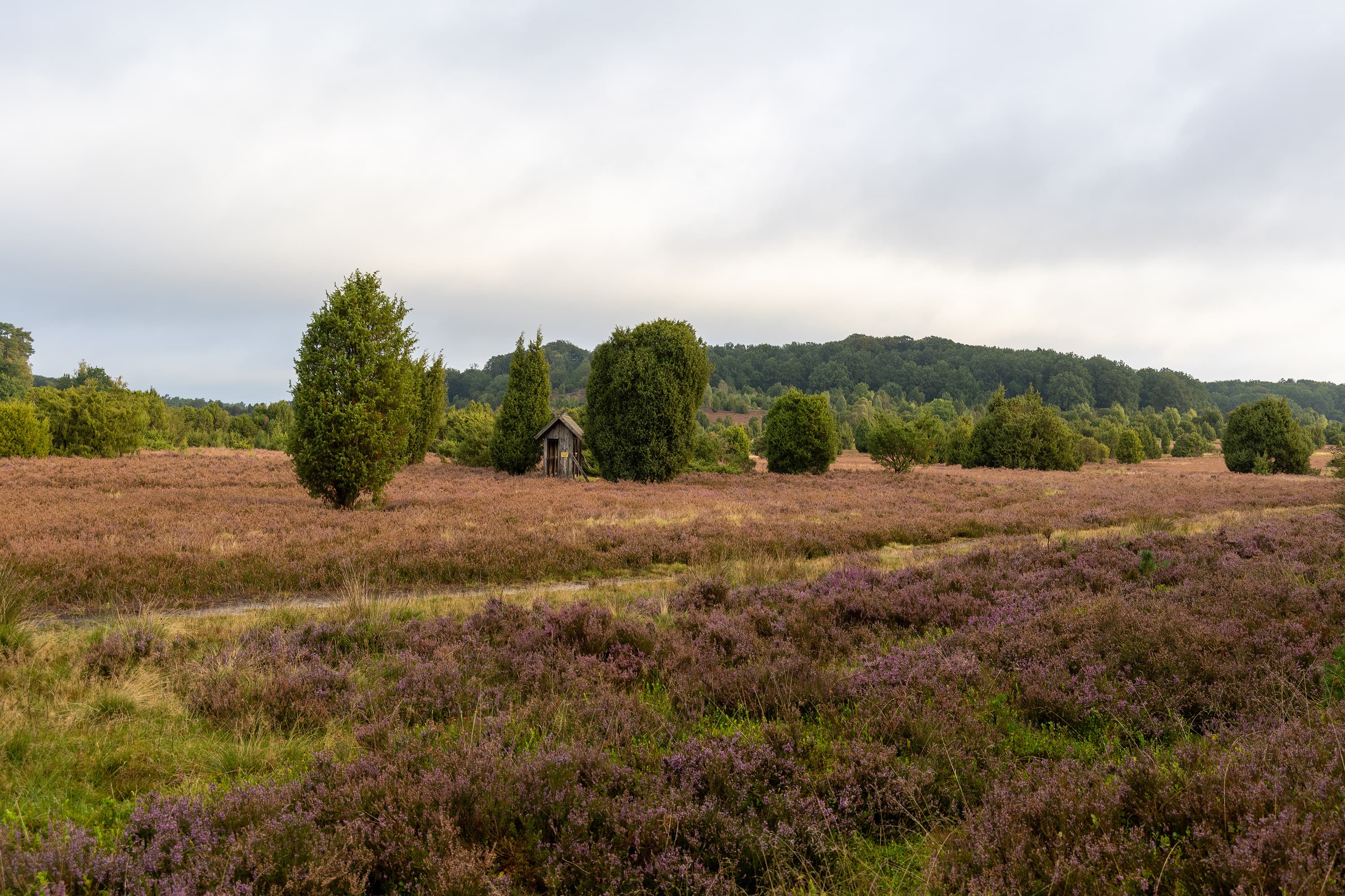 Stand der Heideblüte im Steingrund
