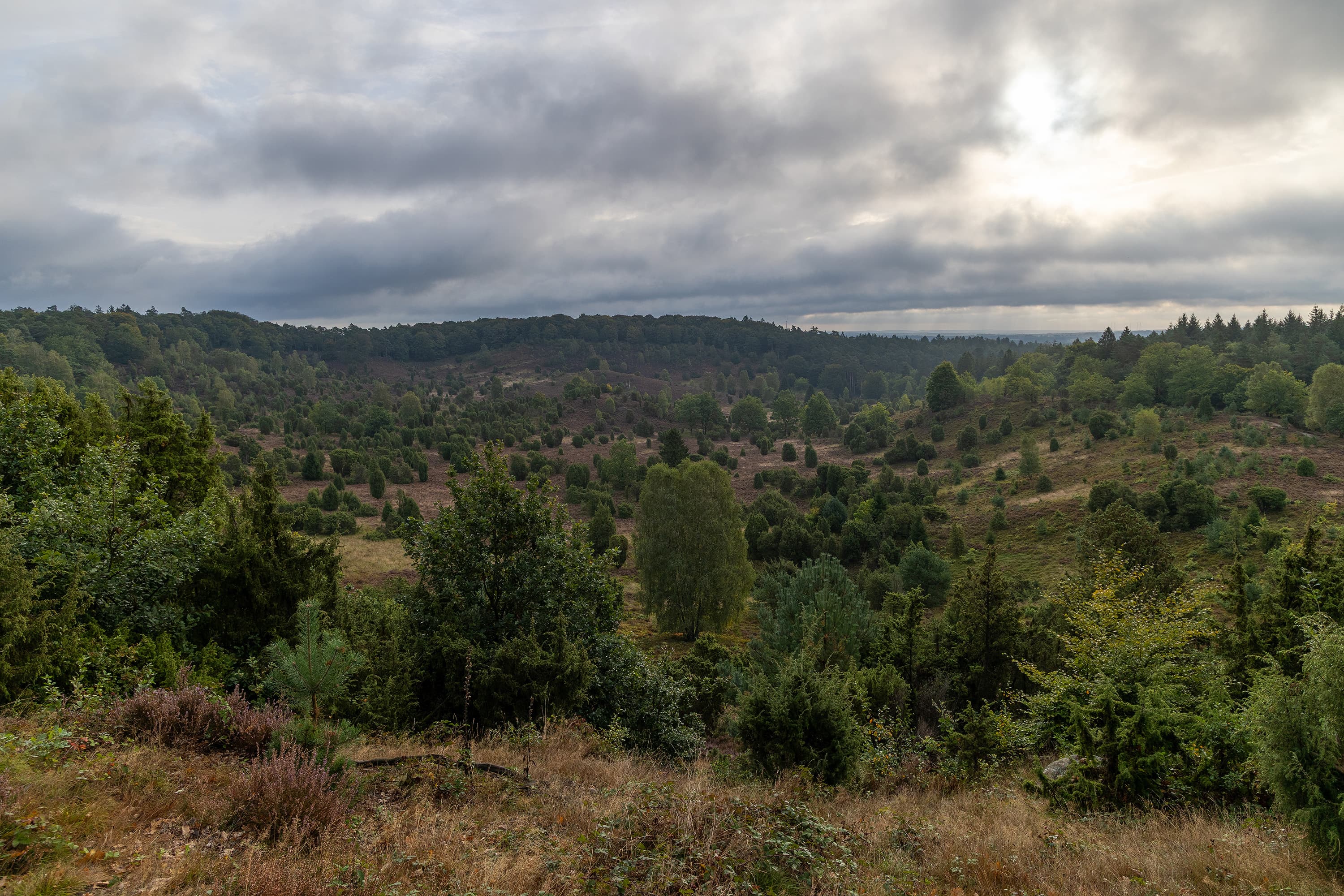 Stand der Heidebluete am Totengrund