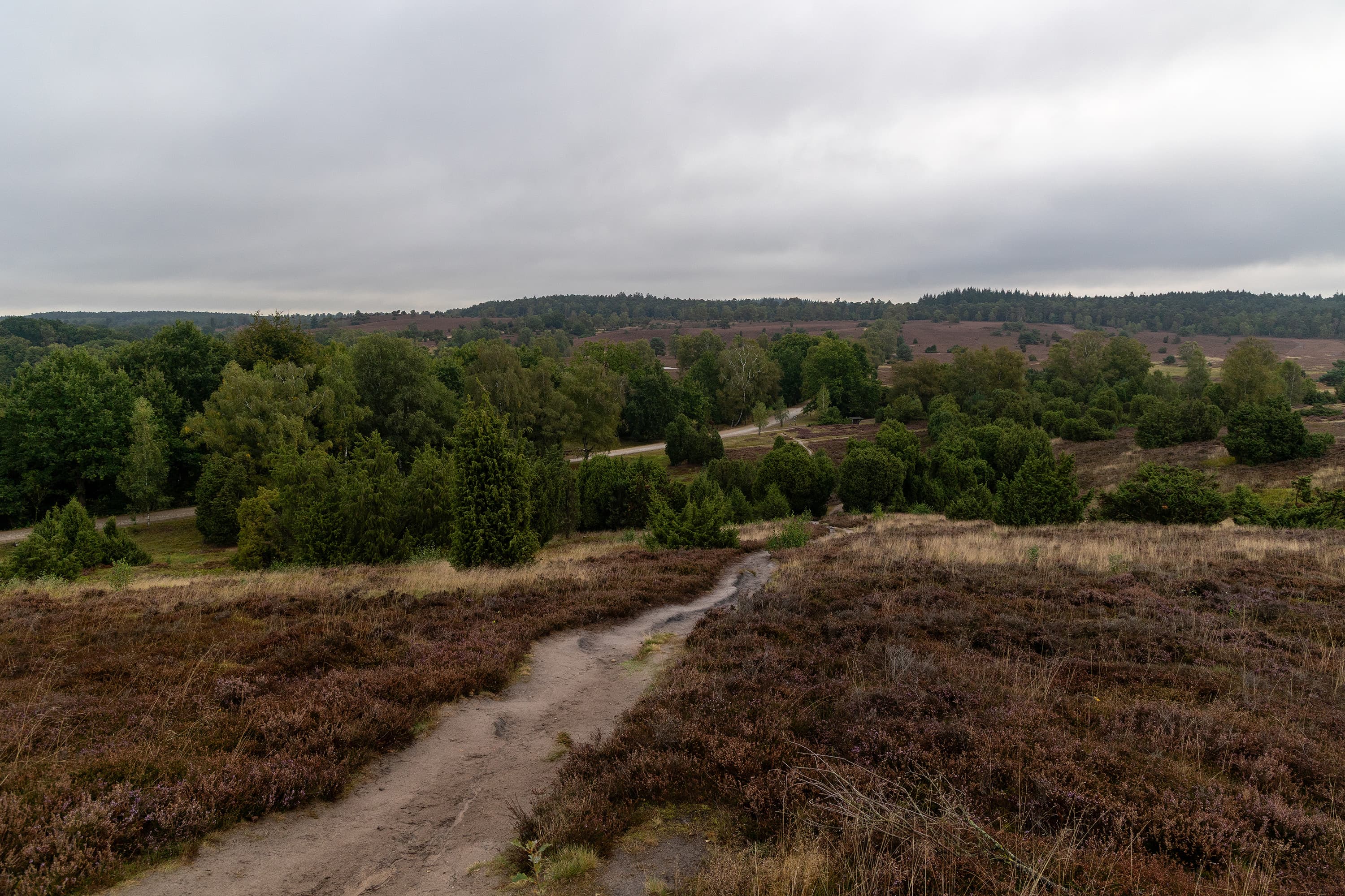 Stand der Heideblüte am Turmberg