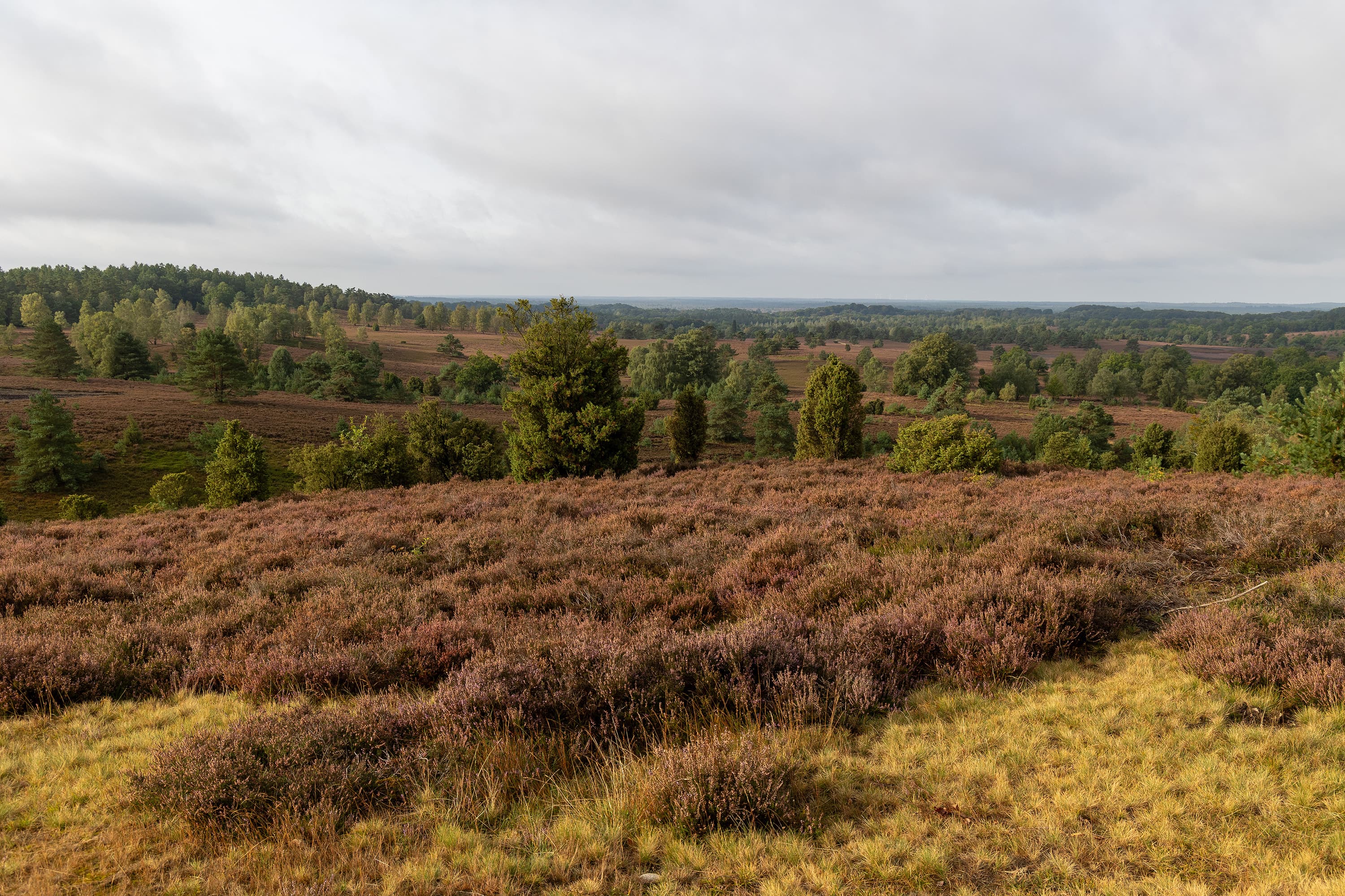 Stand der Heidebluete am Wilseder Berg