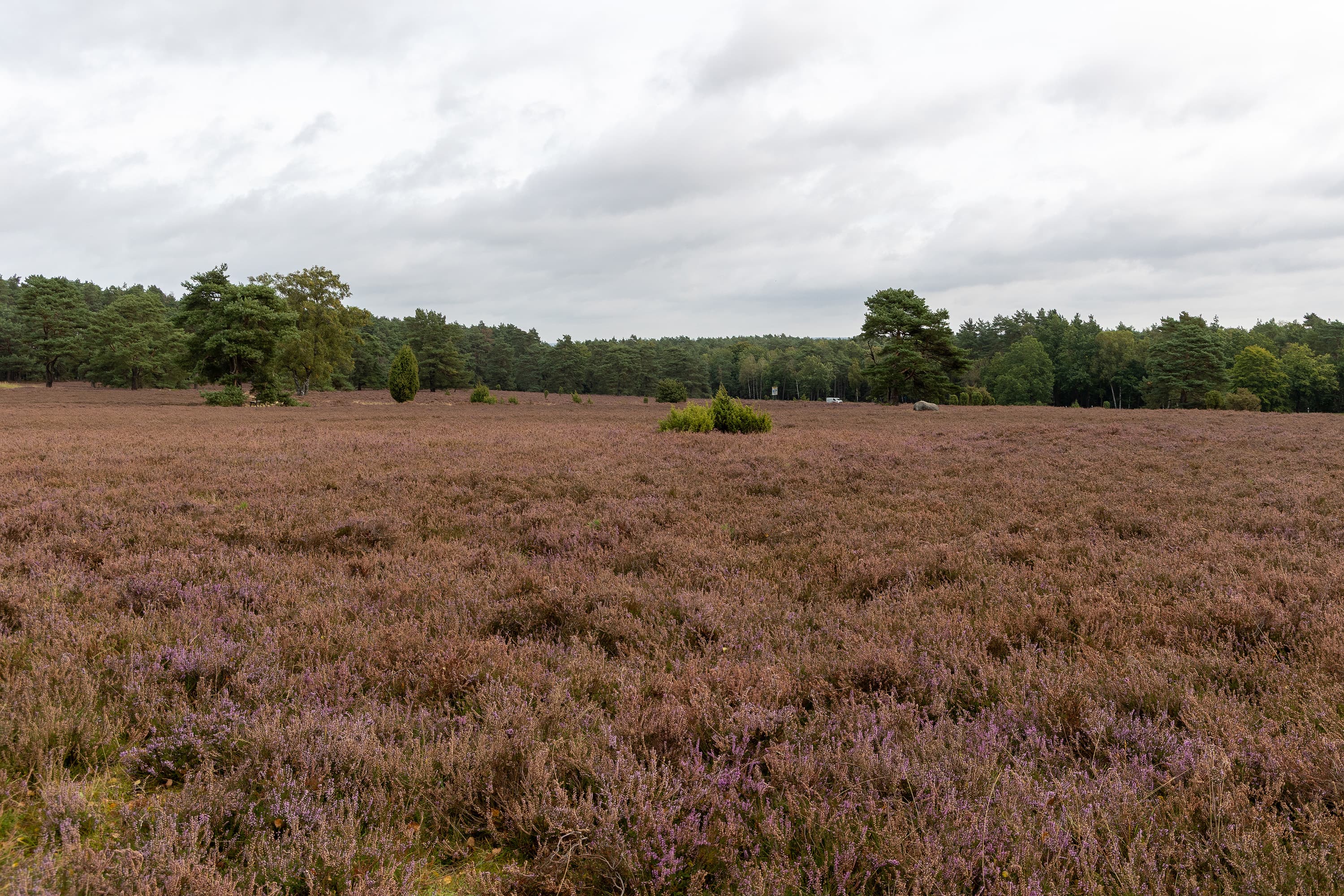 Stand der Heideblüte im Hoepen