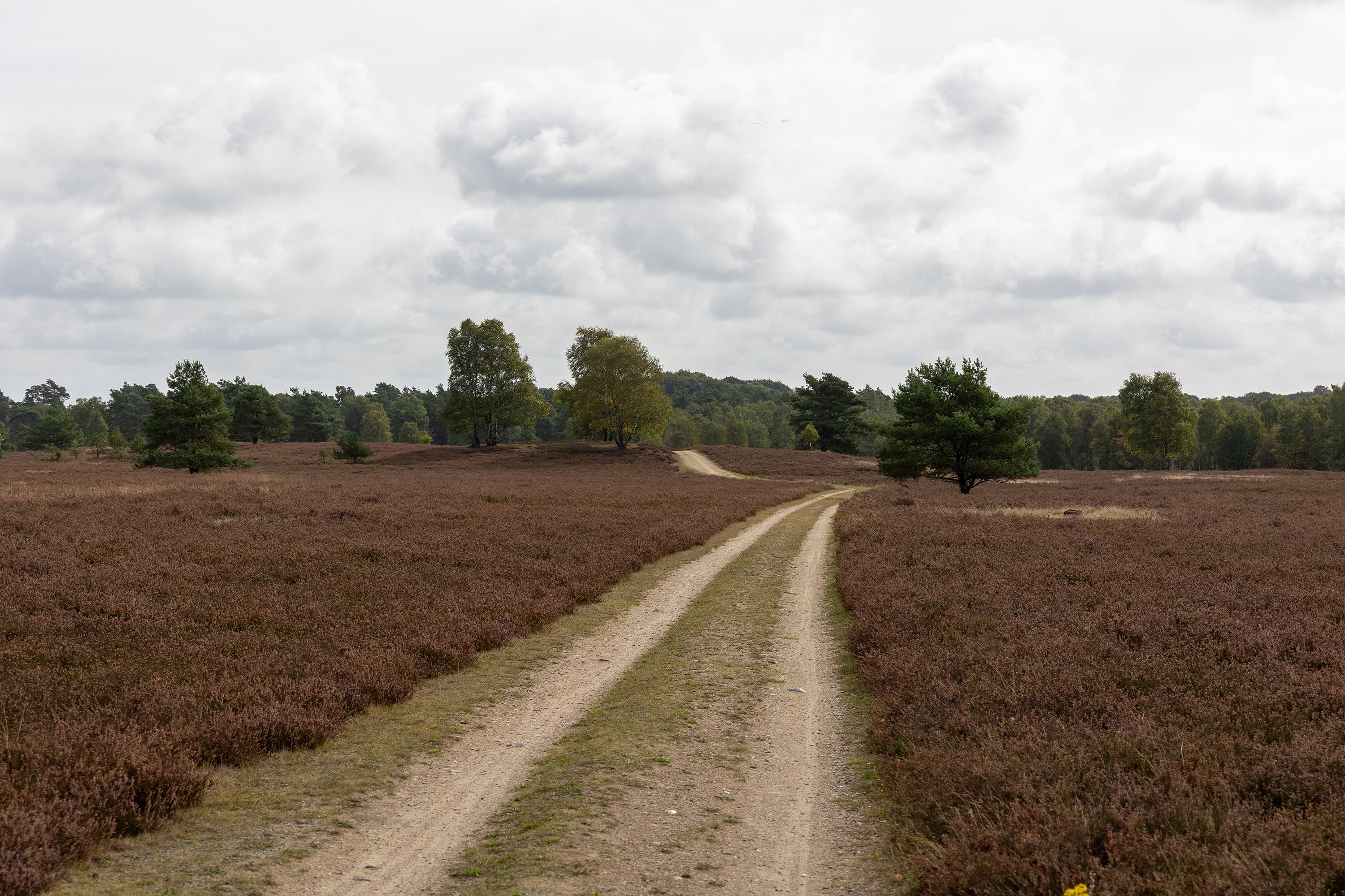 Stand der Heideblüte in der Osterheide