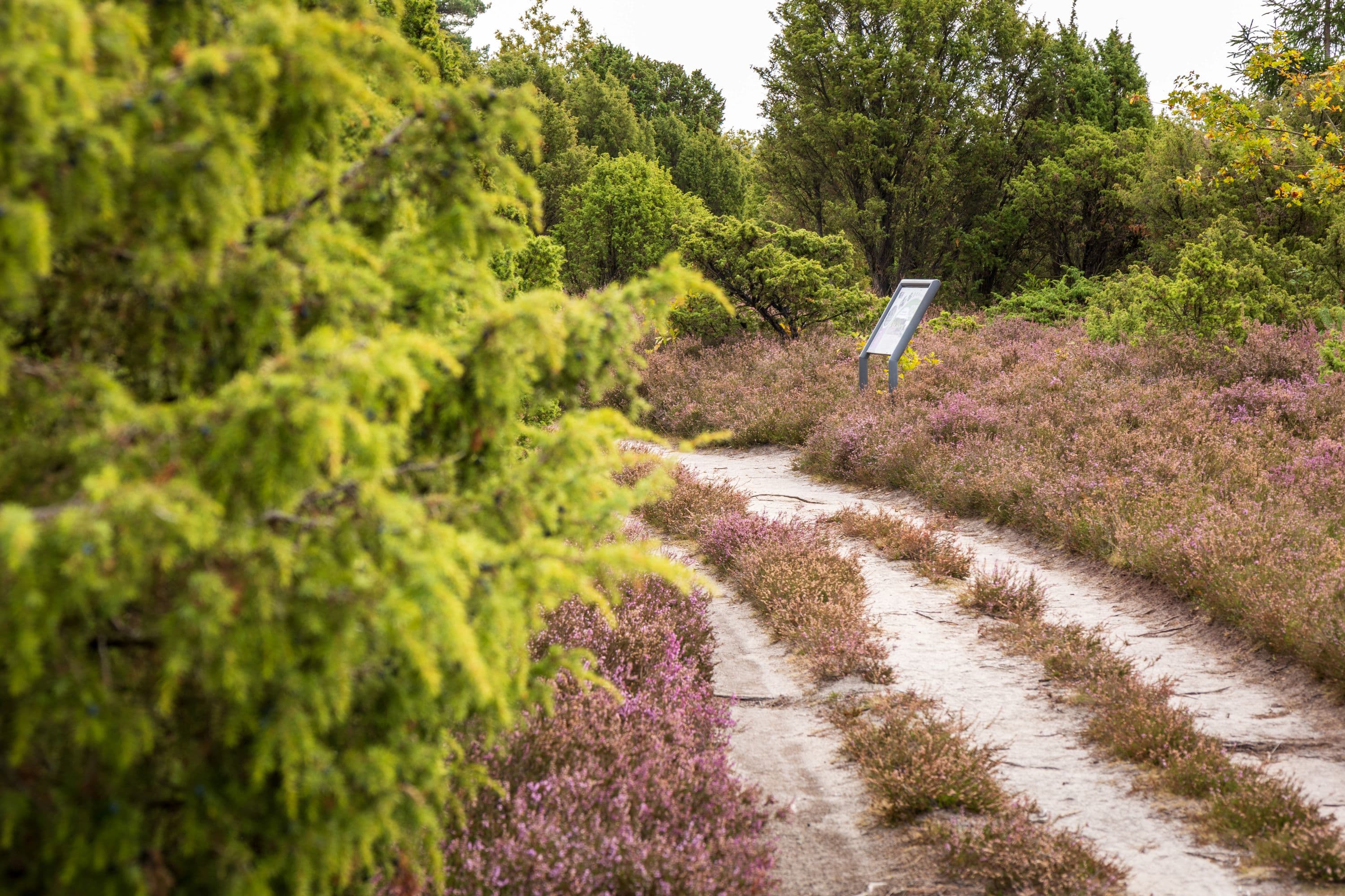 17.09.2025 Schmarbeck Wacholderwald