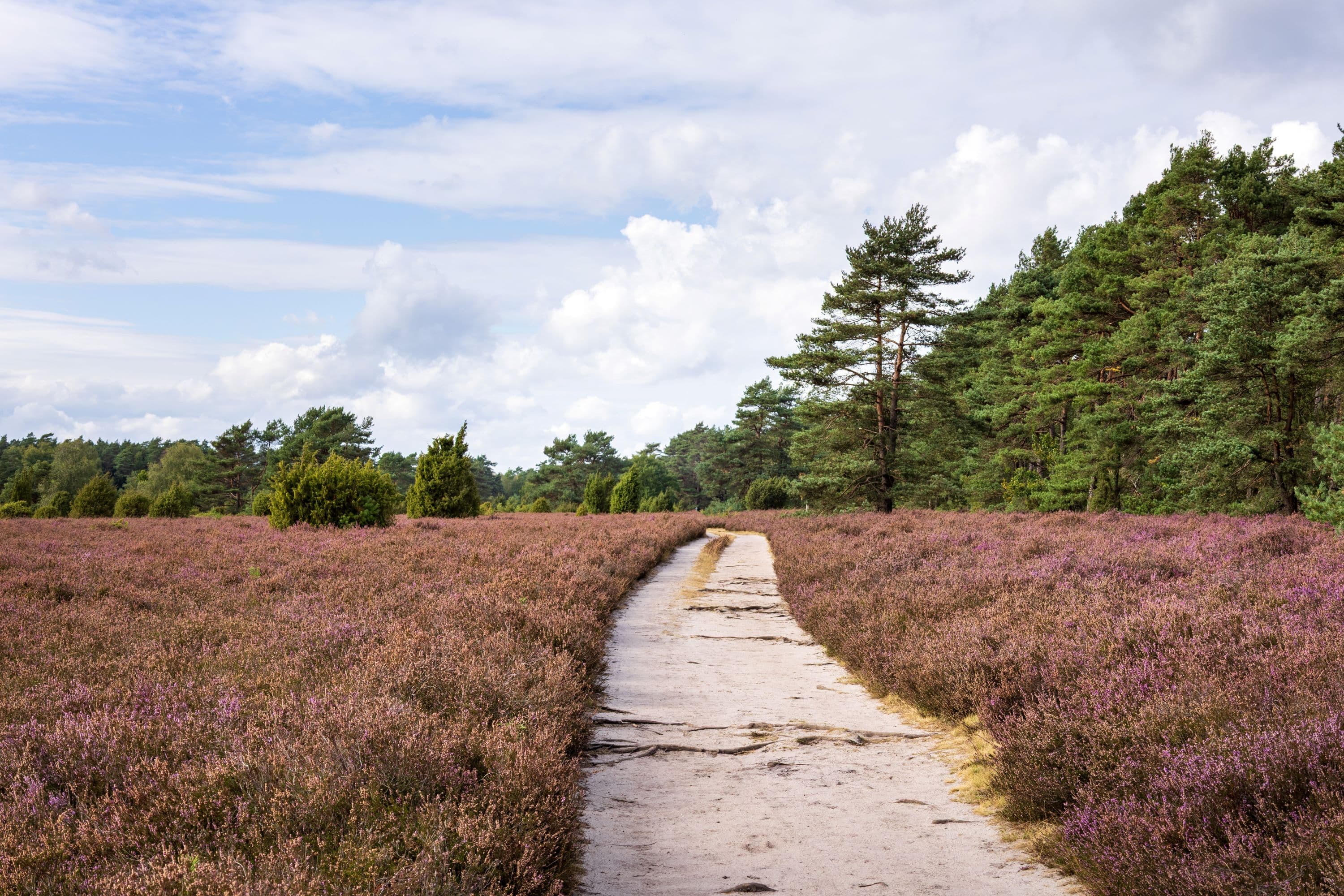 17.09.2025 Heidefläche am Tiefental