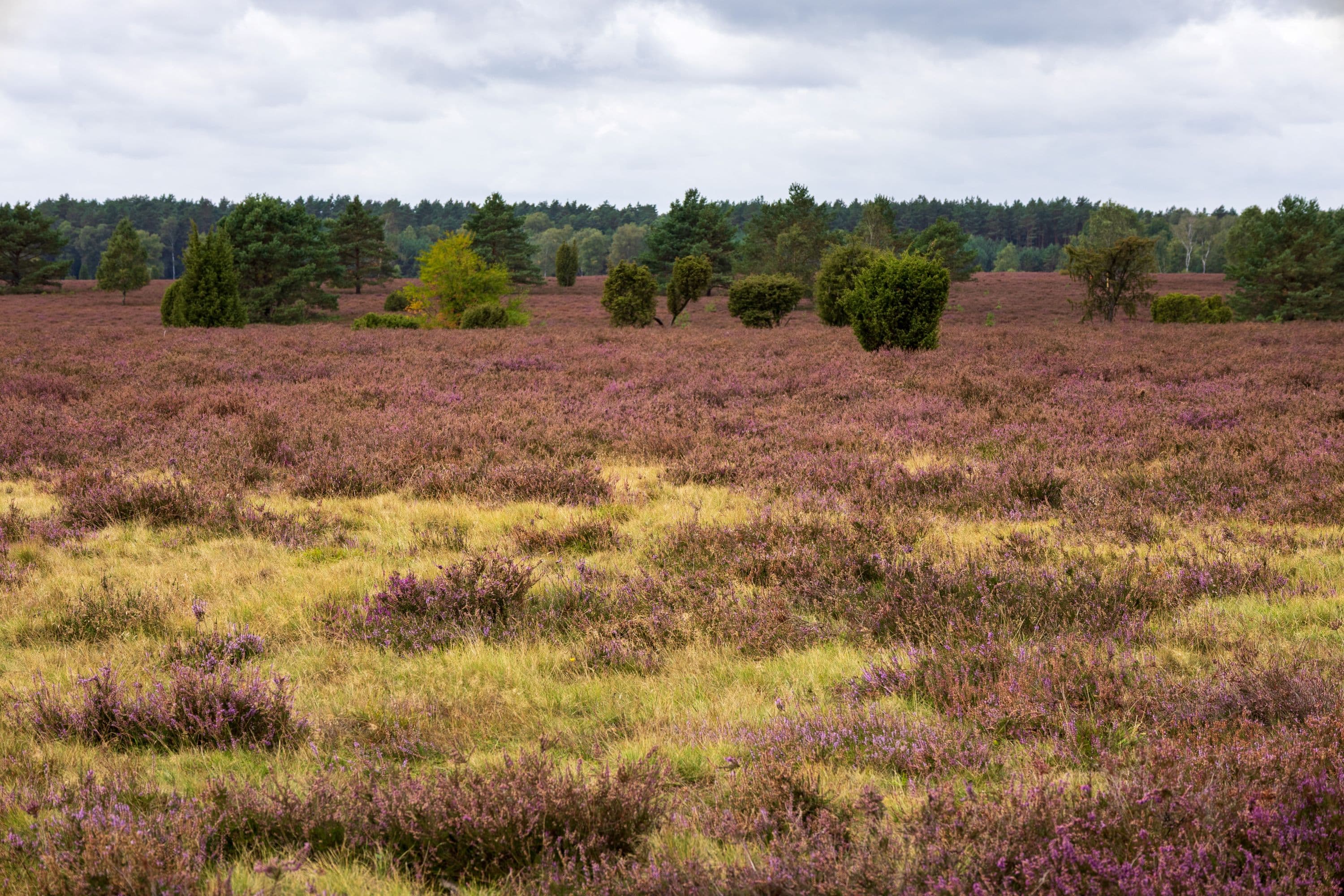 17.09.2025 Oberoher Heide