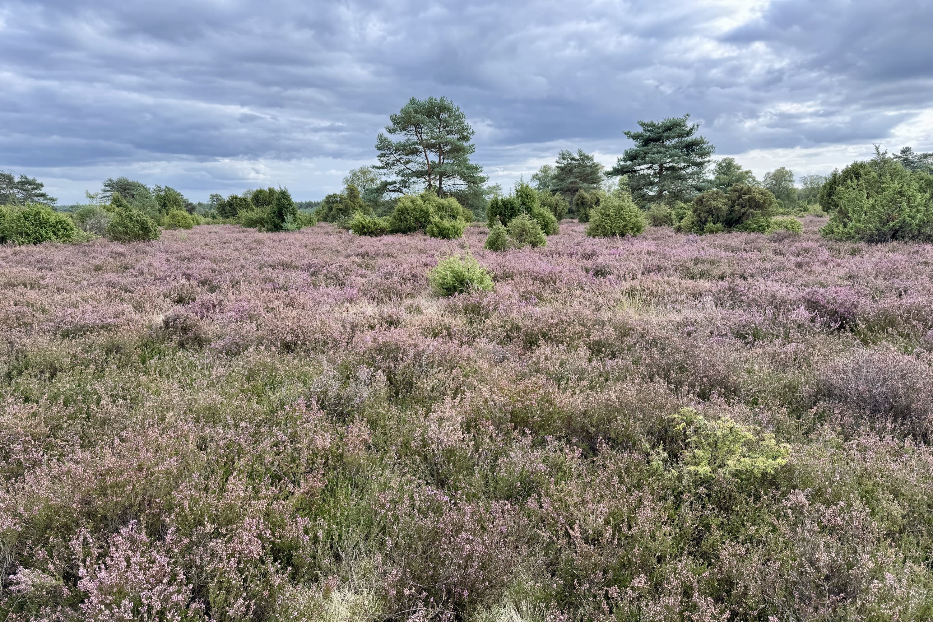 Stand der Heideblüte in der Heidefläche am Tiefental