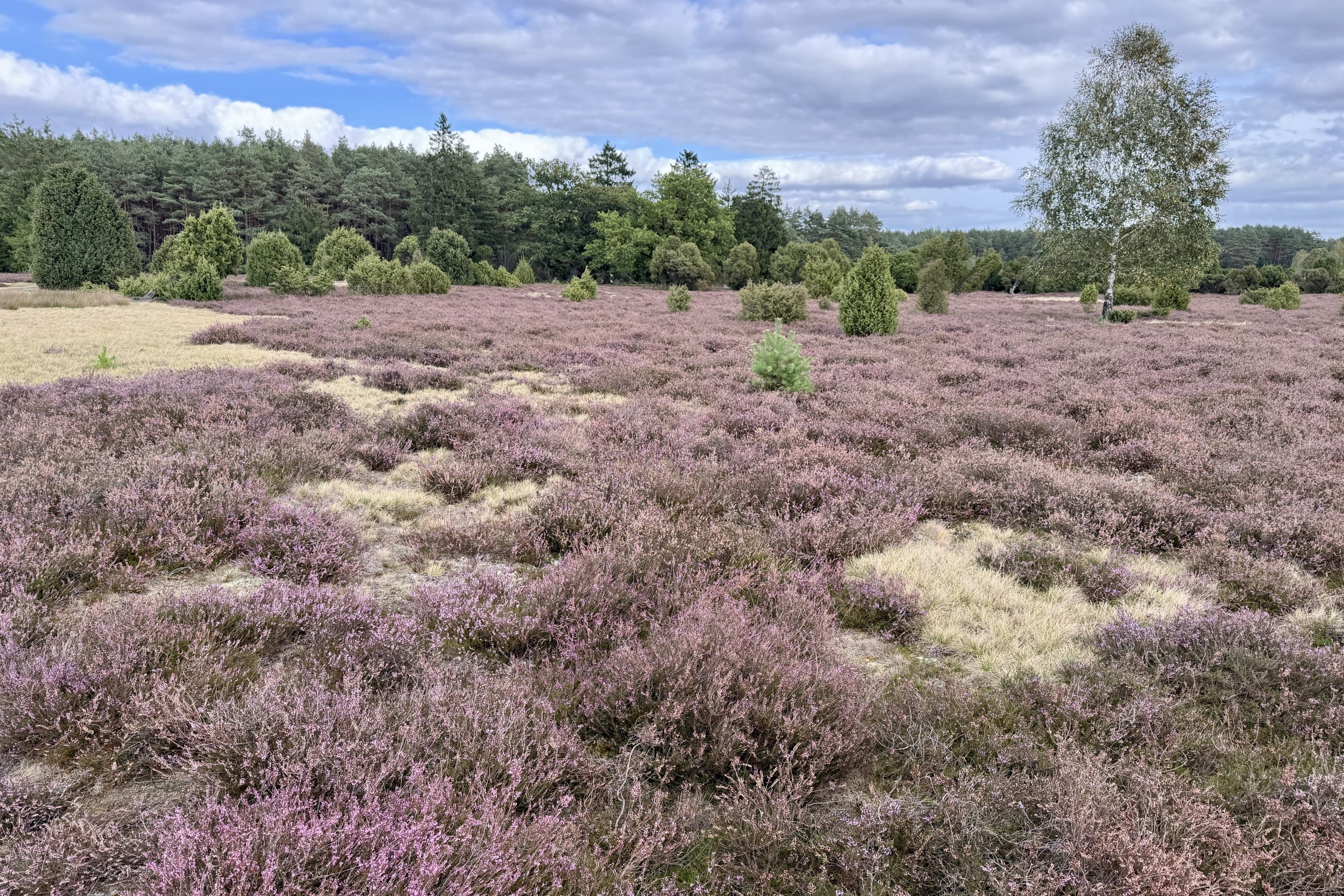 Stand der Heideblüte in der Heide am Hausselberg