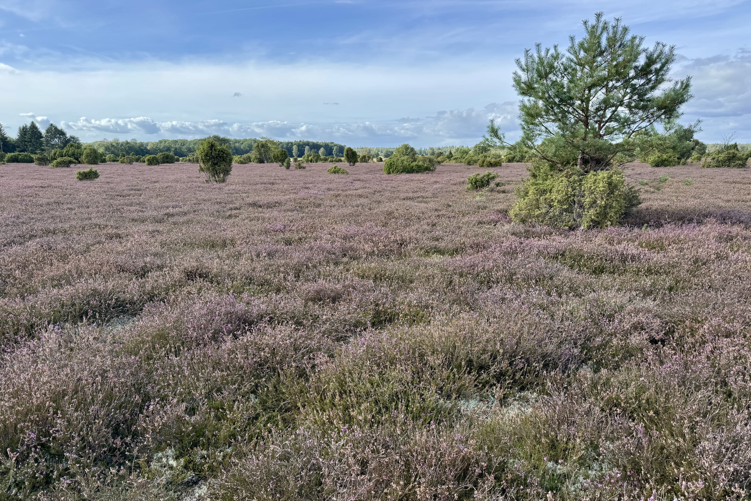 Stand der Heideblüte am Wacholderwald Schmarbeck