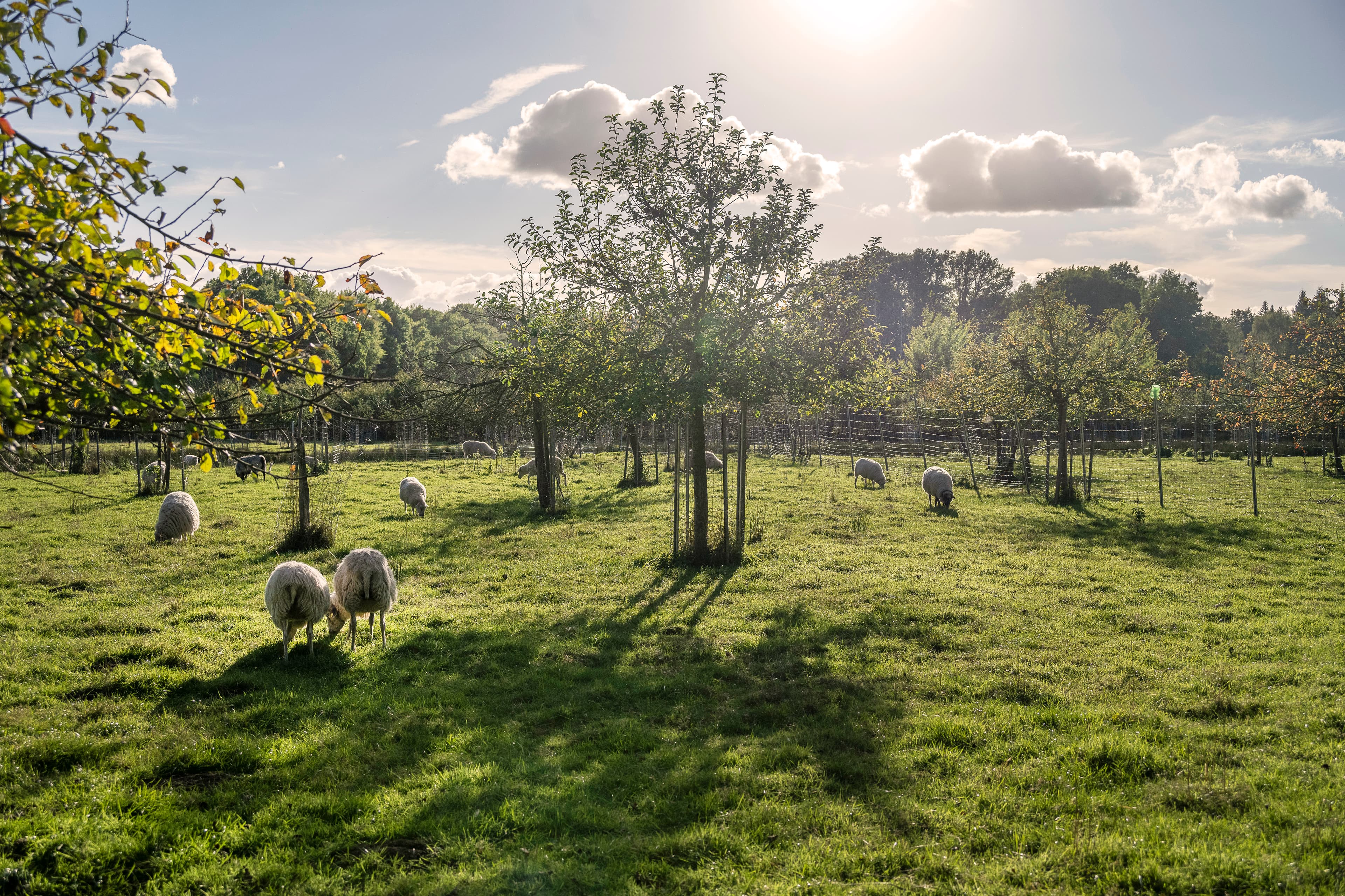 Hof an den Teichen, Streuobstwiese