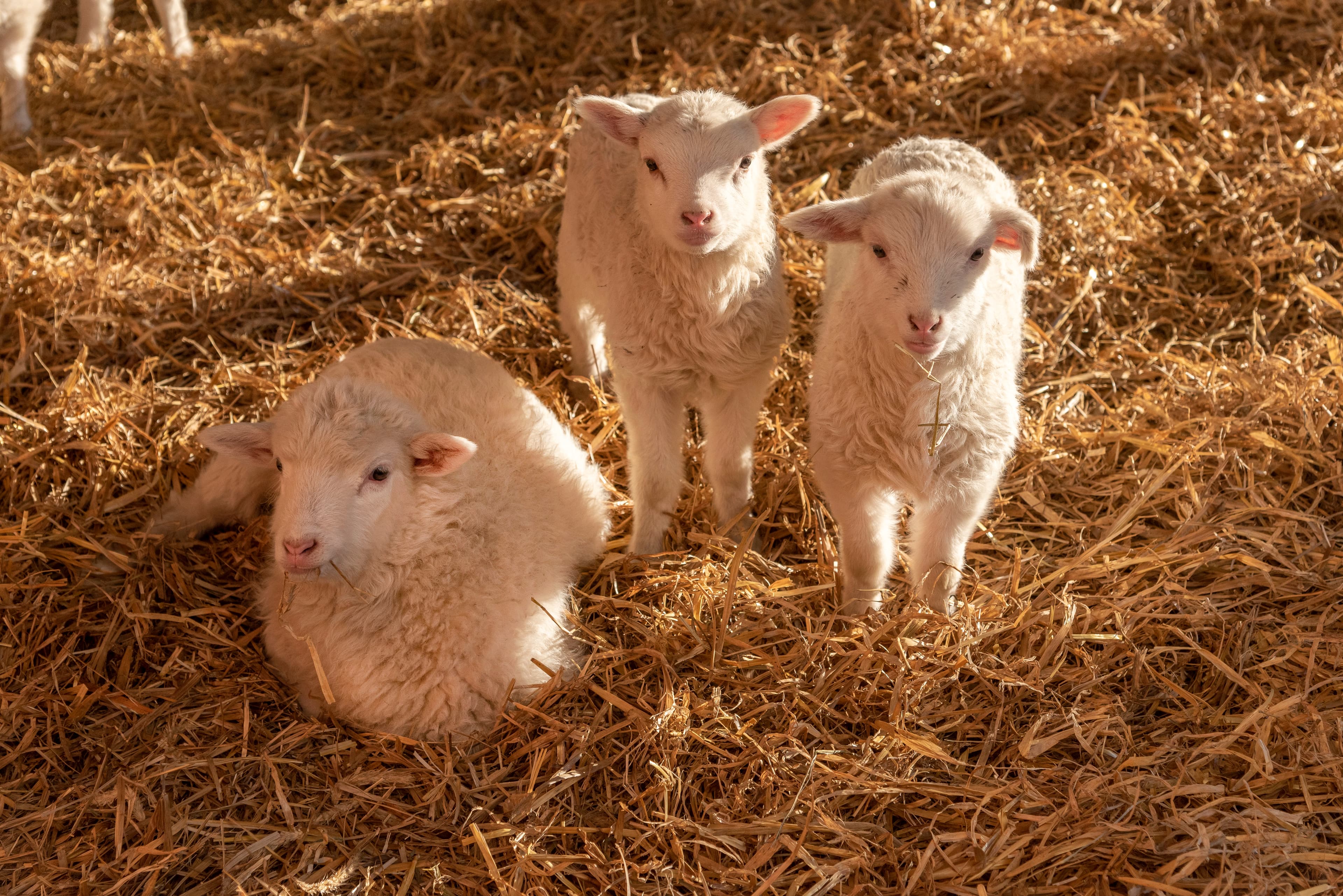 Hof an den Teichen, Lämmer