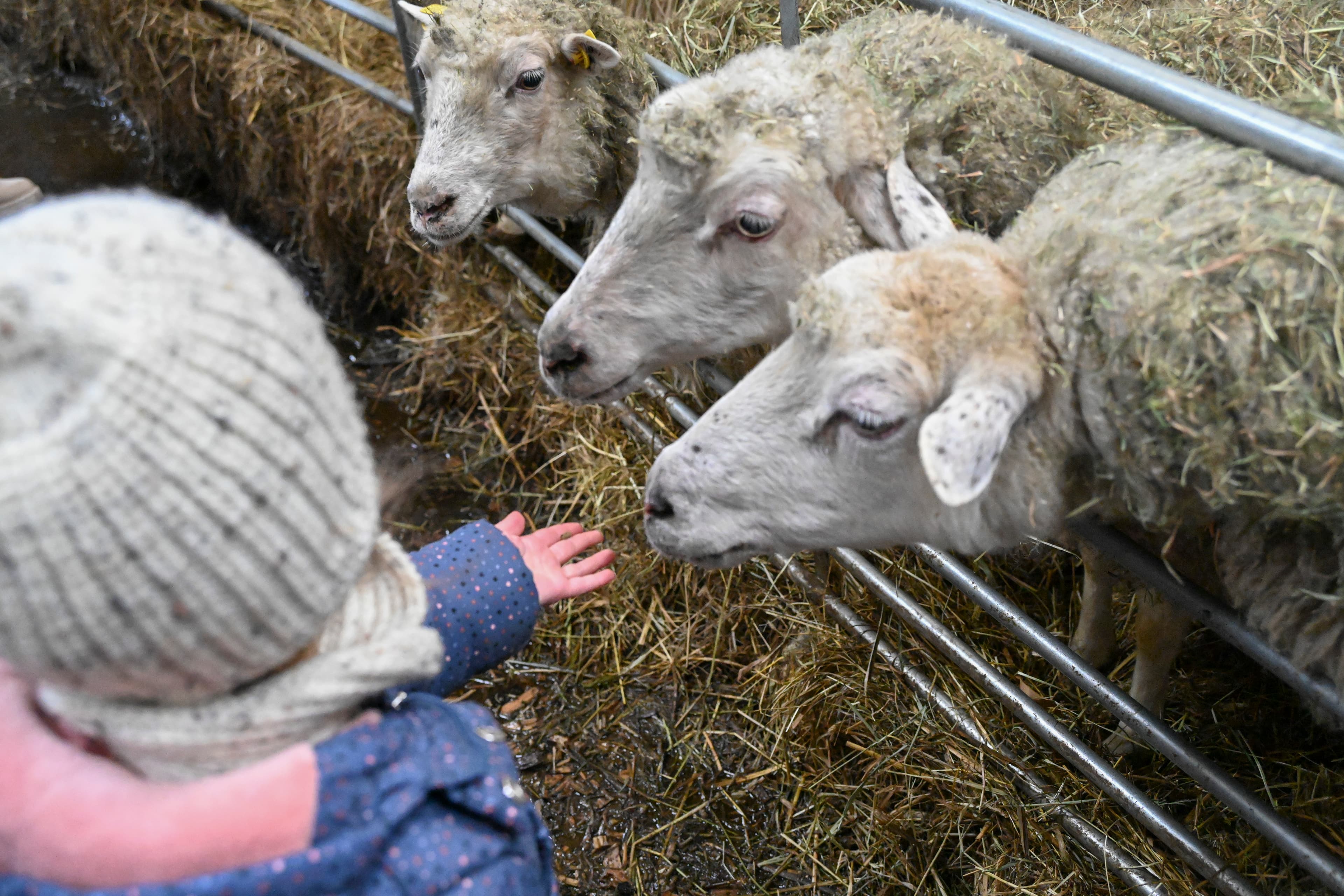 Hof an den Teichen, Schafe füttern