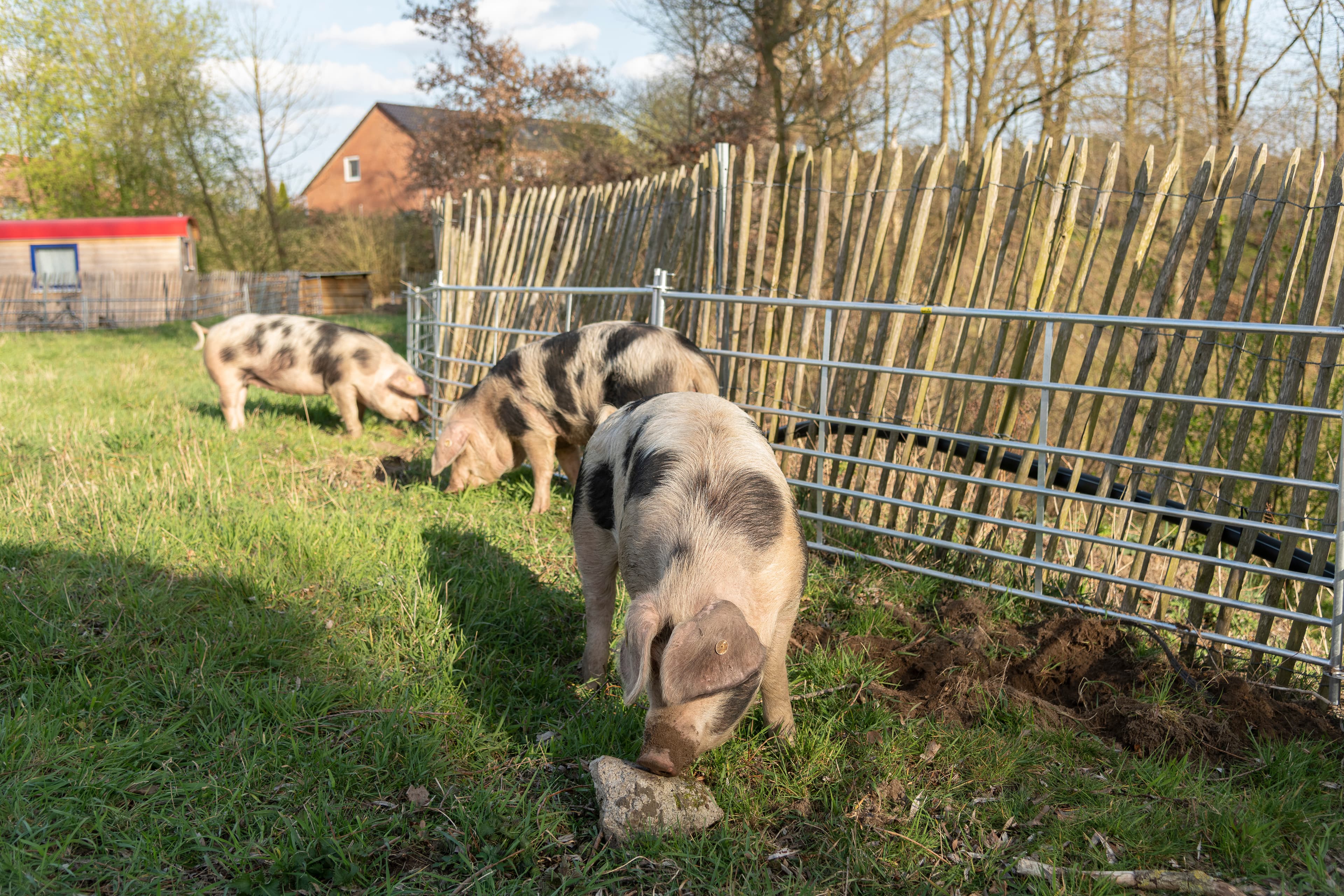 Hof an den Teichen, Bunte Bentheimer Schweine
