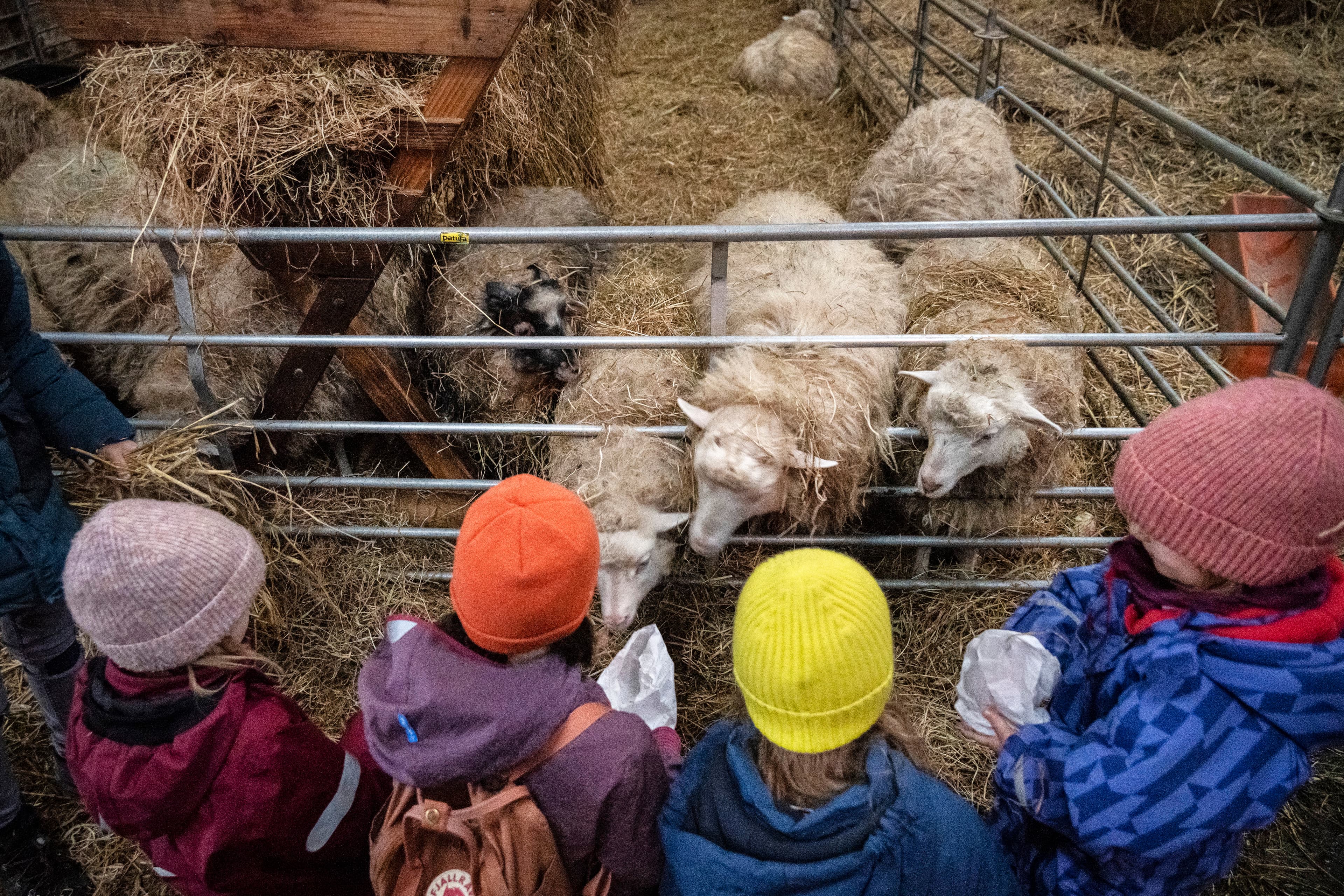 Hof an den Teichen, Schafe füttern