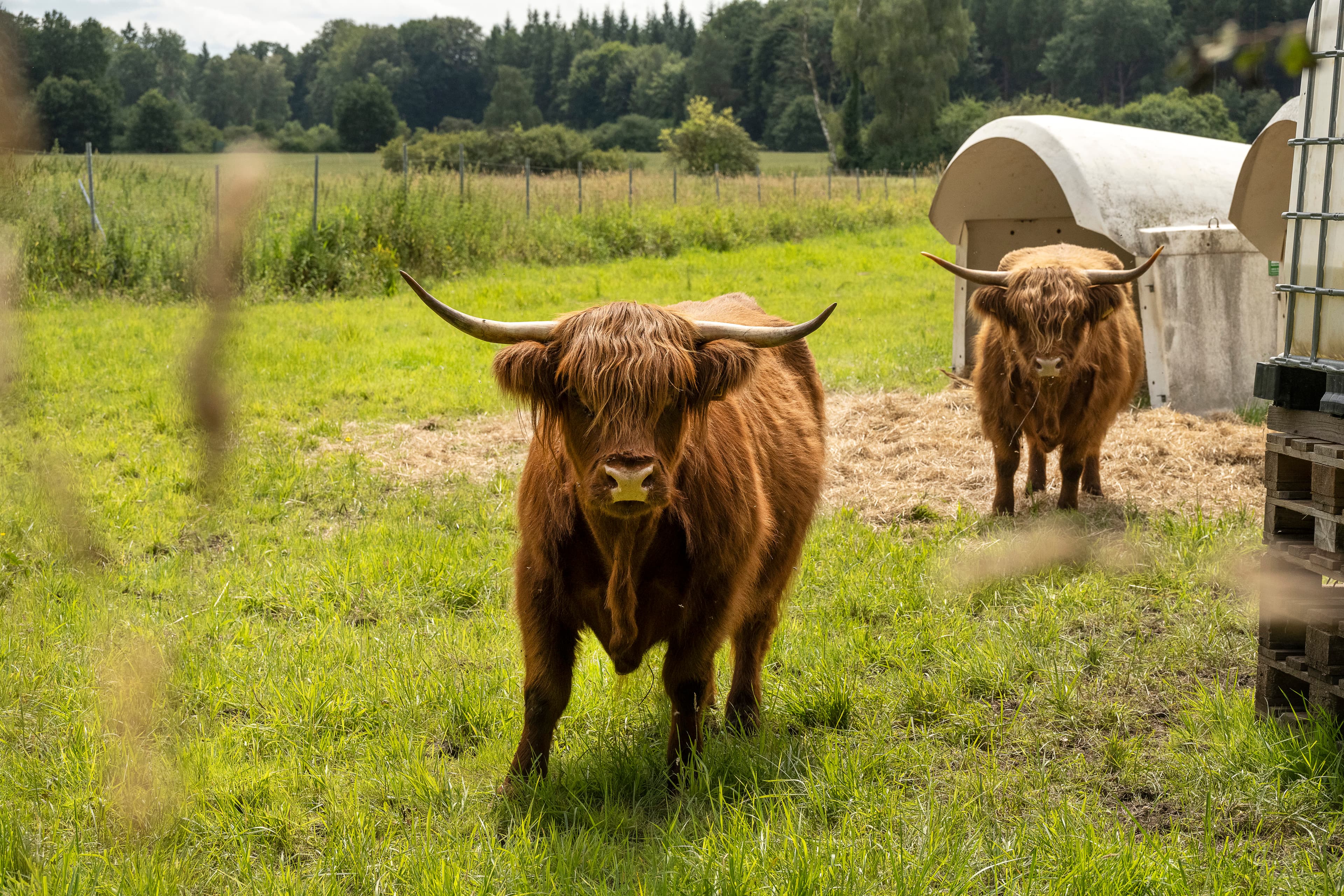 Hof an den Teichen, Schottische Hochlandrinder