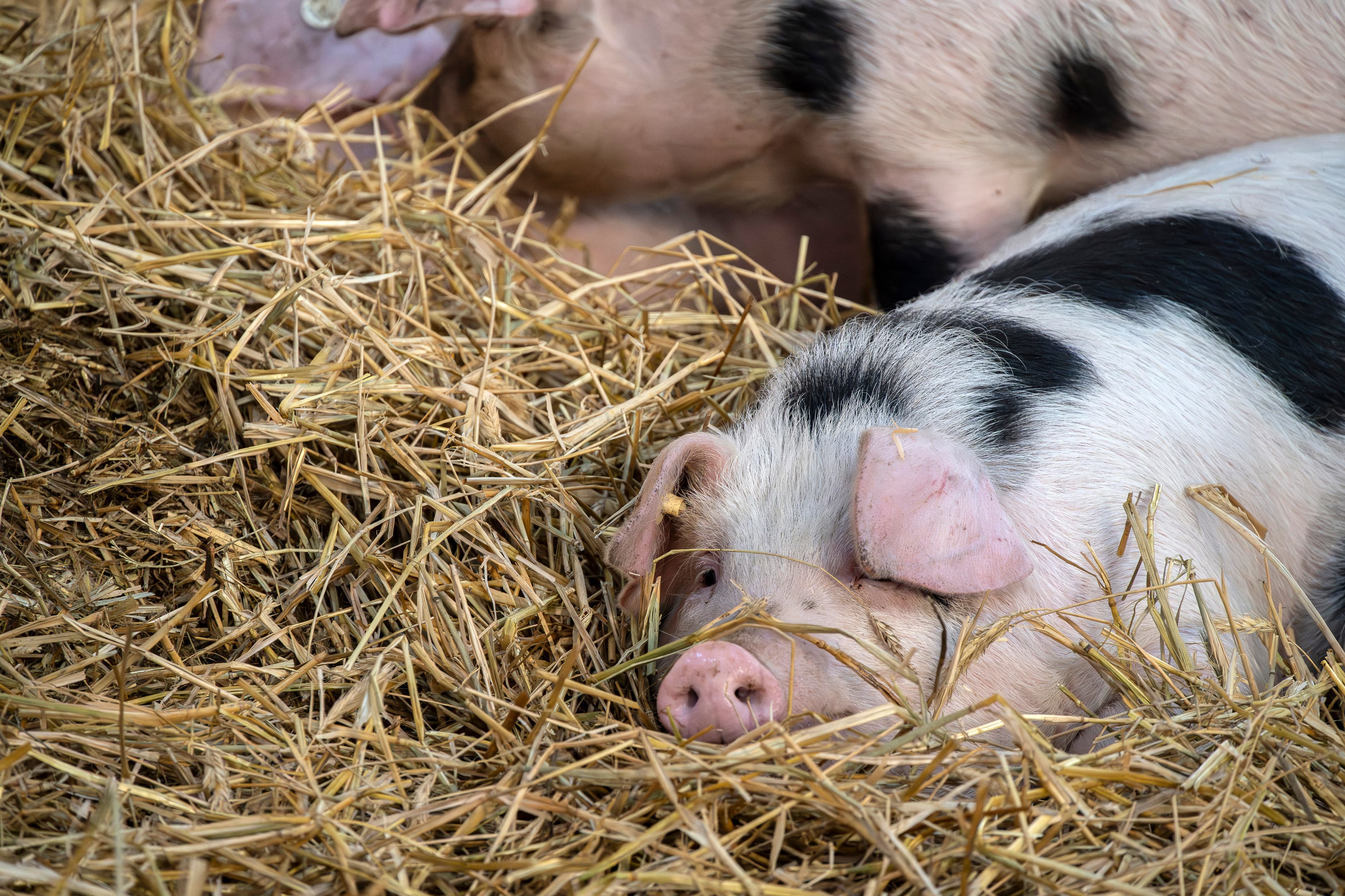 Hof an den Teichen, Bunte Bentheimer Schweine