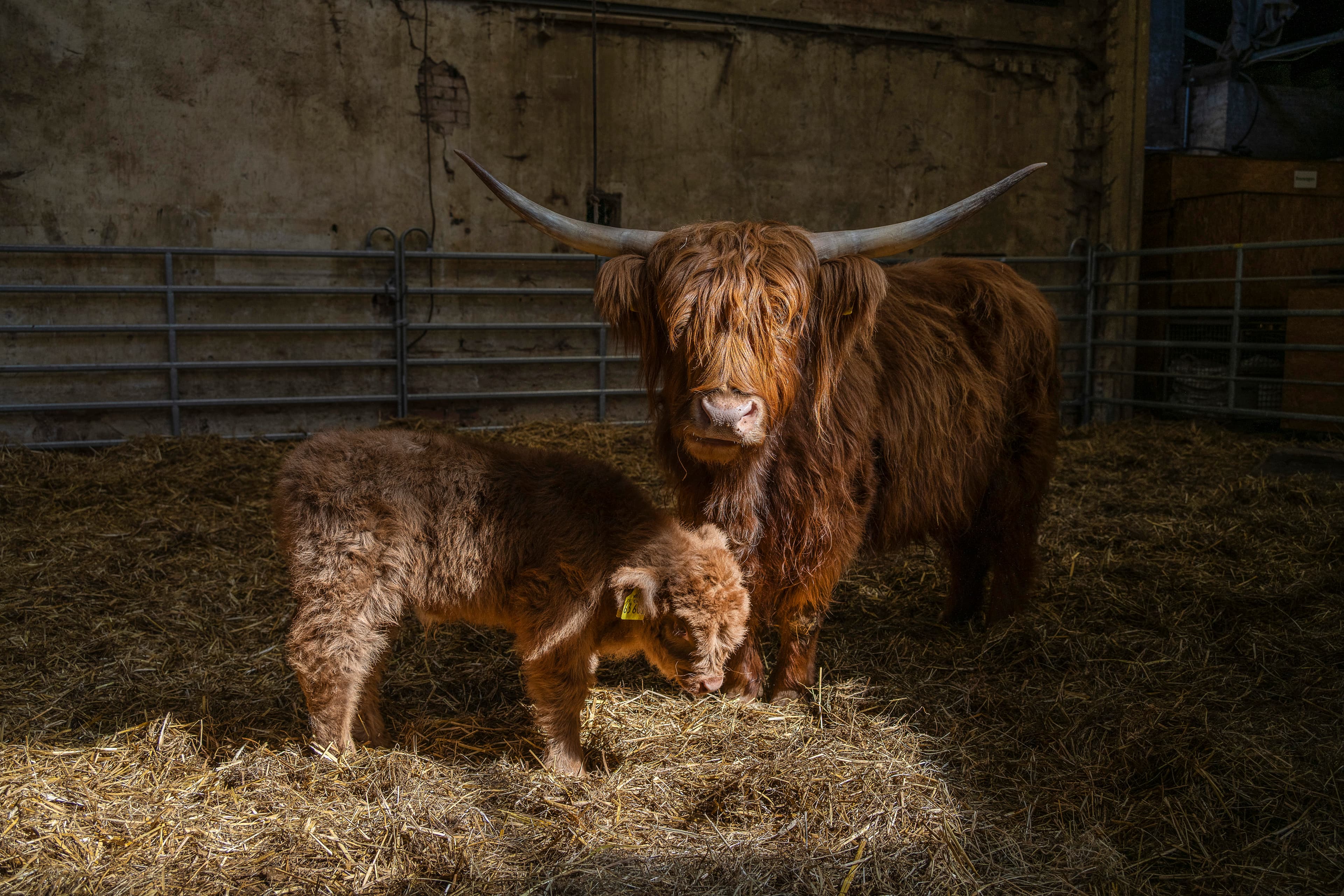 Hof an den Teichen, Schottisches Hochlandrind mit Nachwuchs