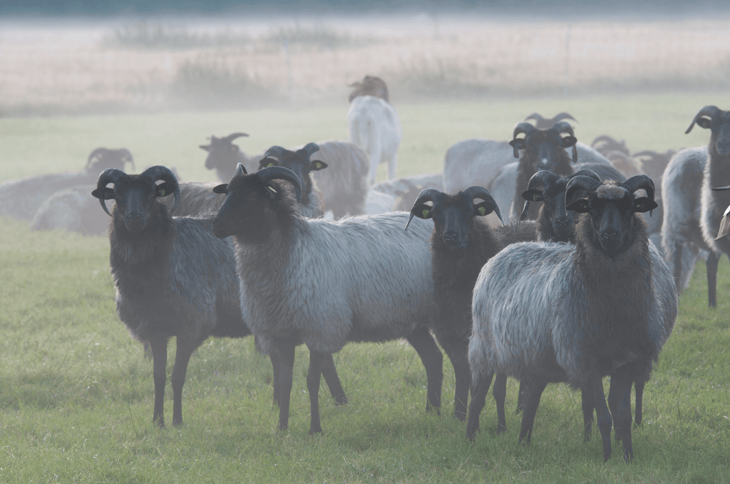Heidschnucken im Nebel