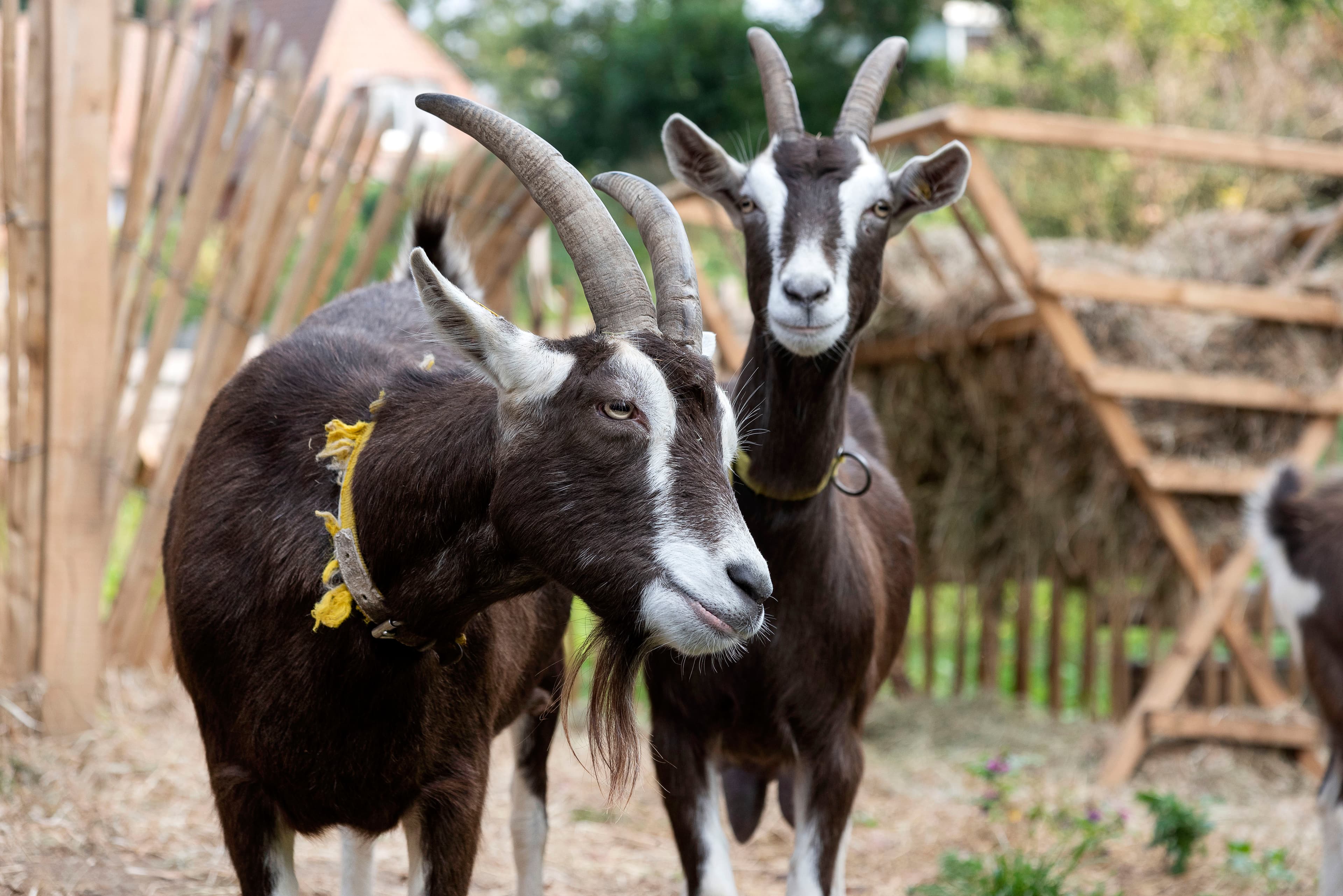 Hof an den Teichen, Thüringer Wald Ziegen
