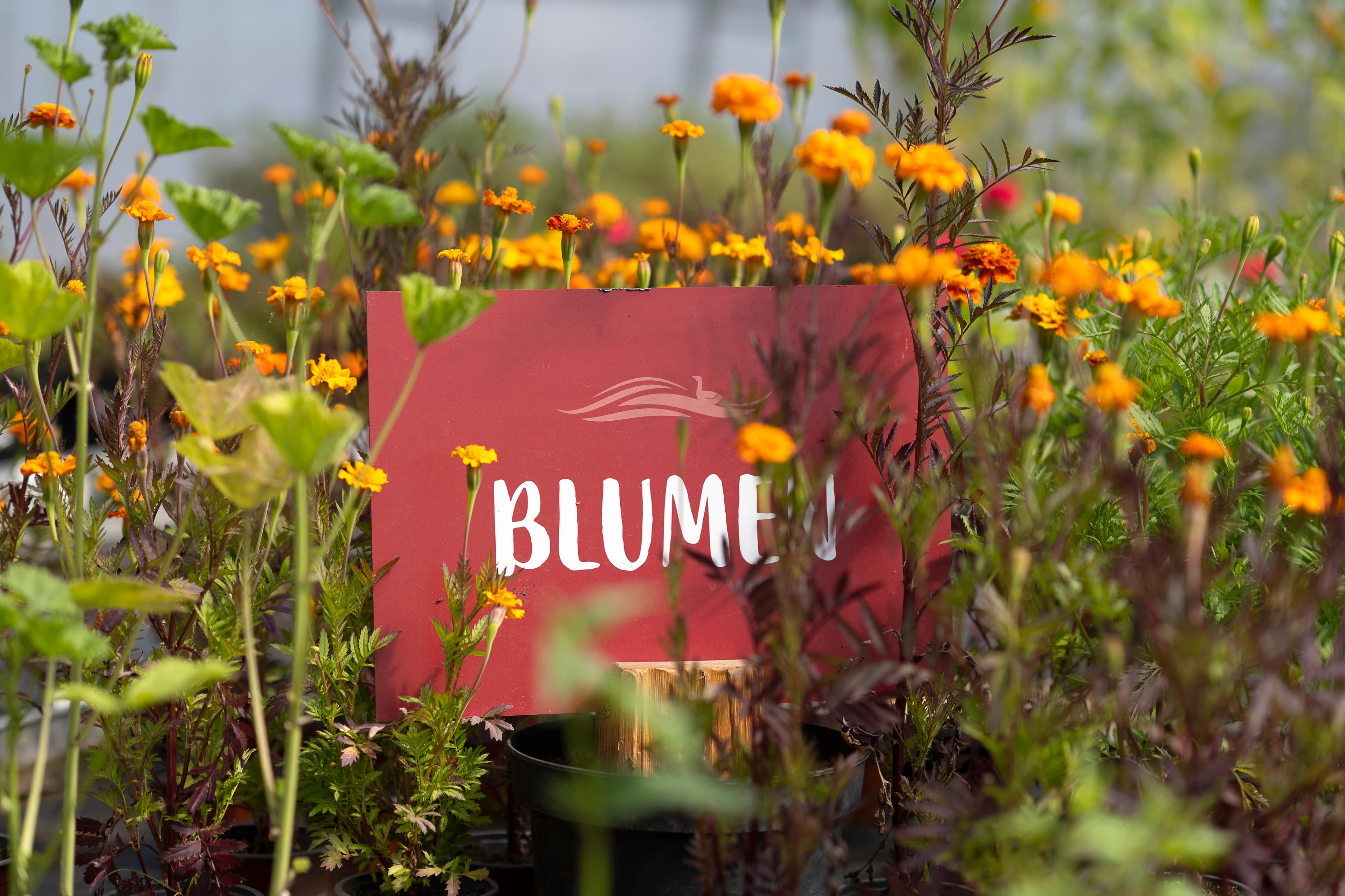 Hof an den Teichen, Gewächshaus