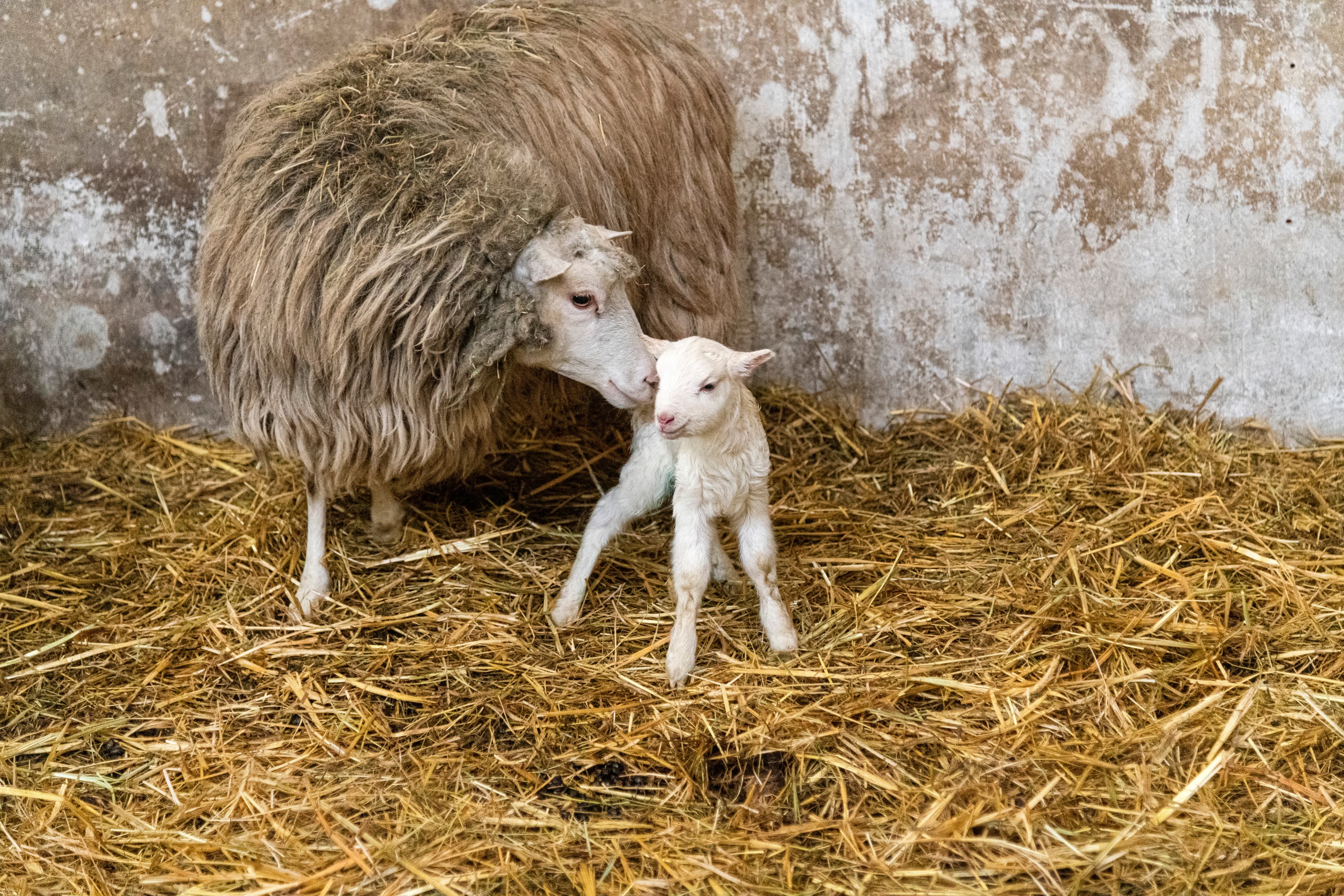 Hof an den Teichen, Weiße Hornlose Heidschnucke mit Lamm