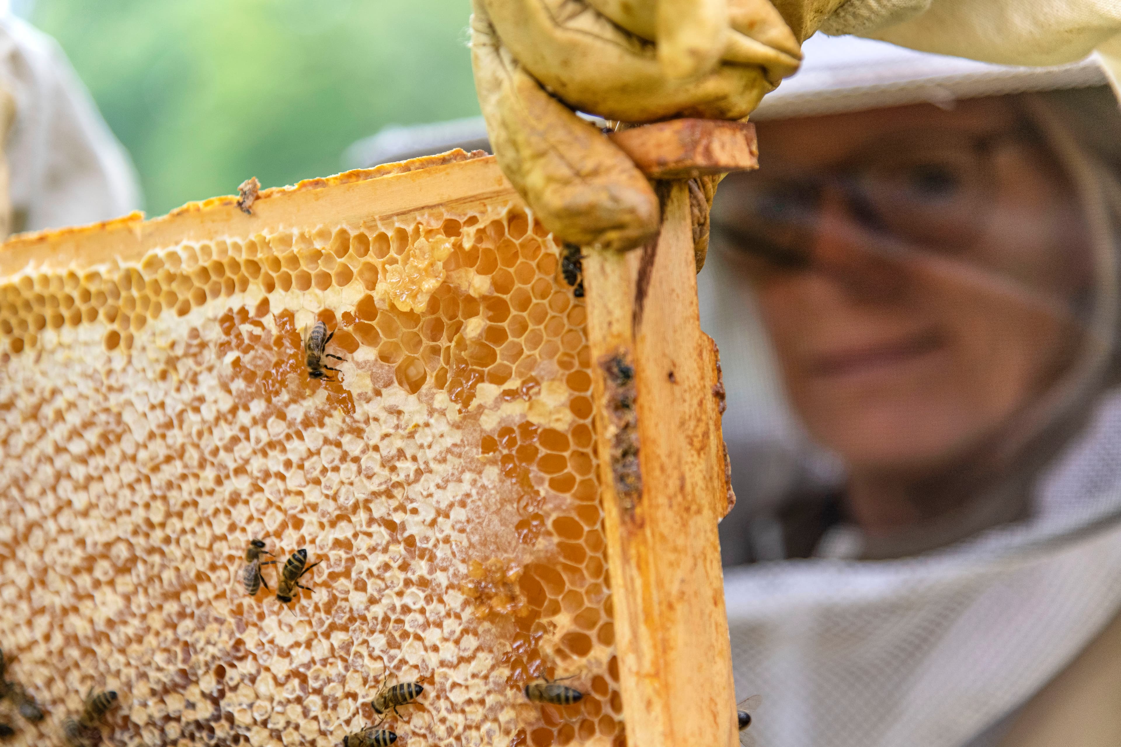 Hof an den Teichen, Imkerei