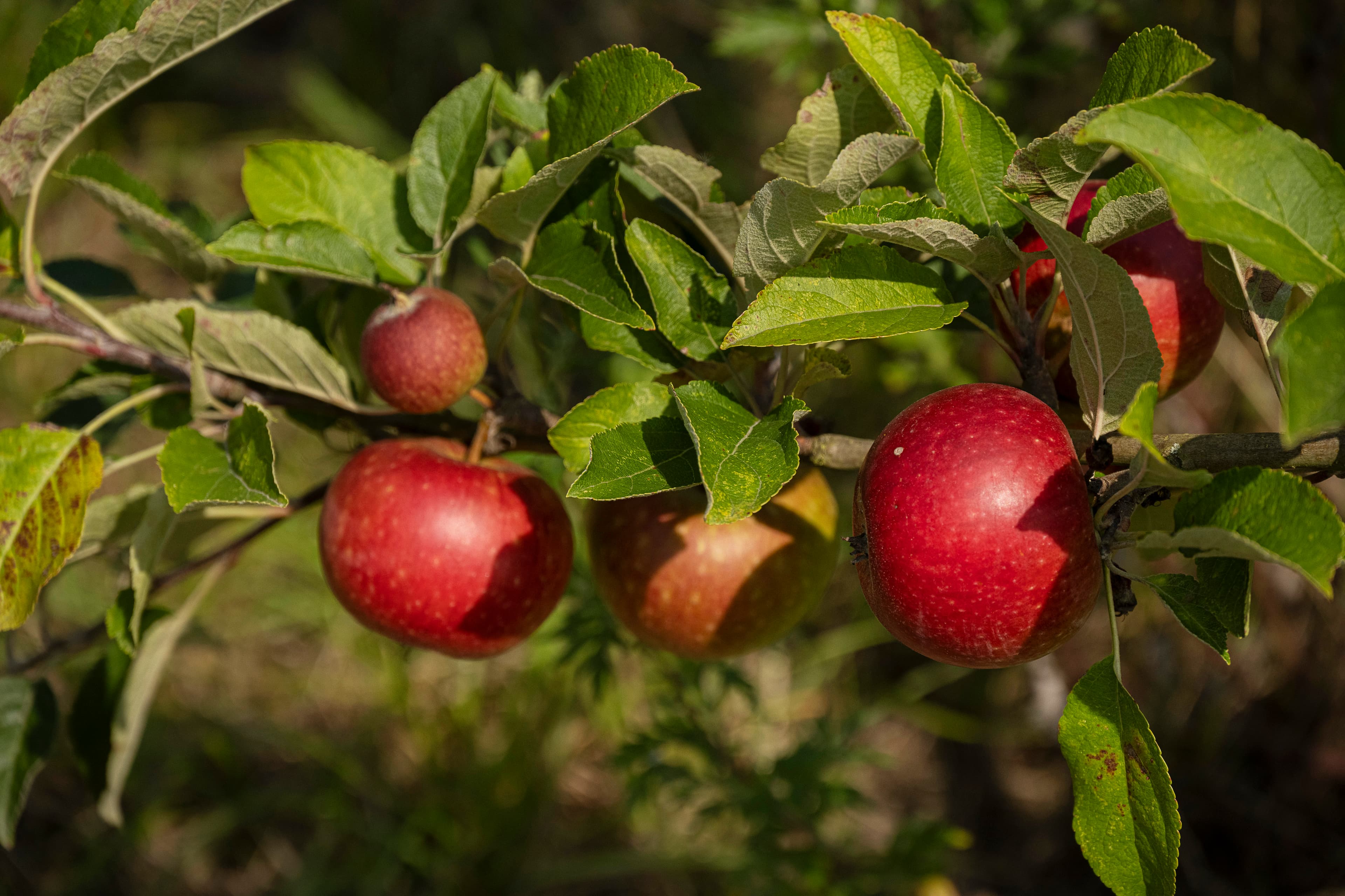 Hof an den Teichen, Apfelernte