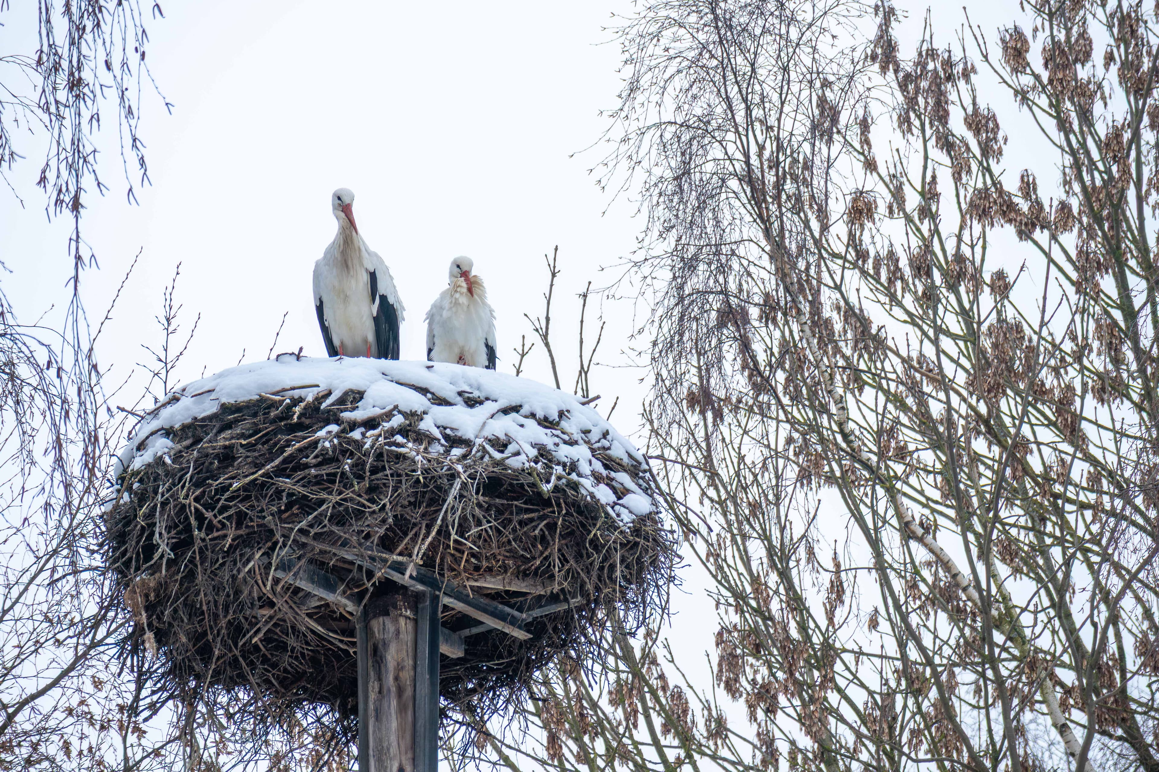 zwei störche in winsen luhe im schneebedeckten nest