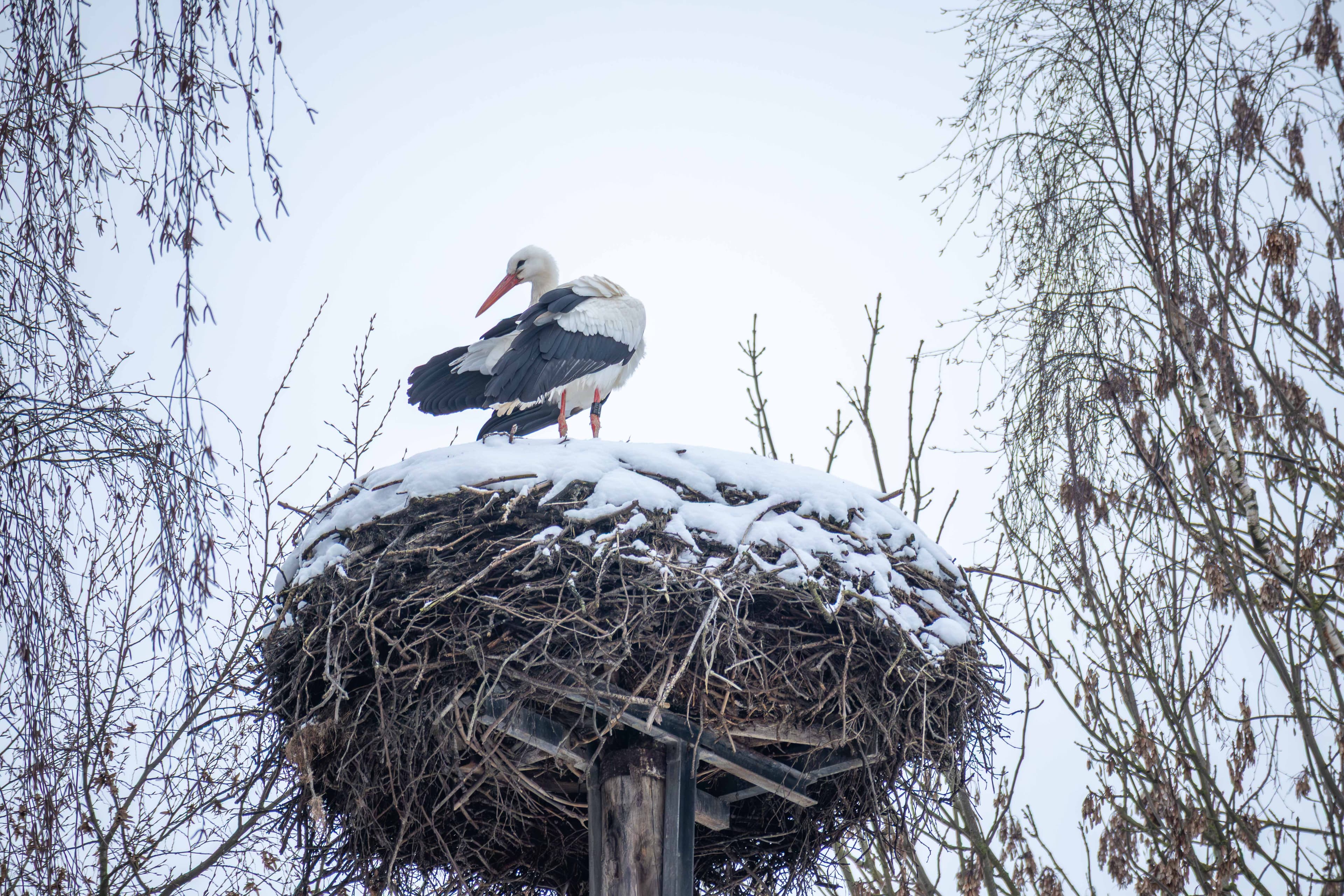 Das Nest in Winsen luhe ist von einem storch besetzt