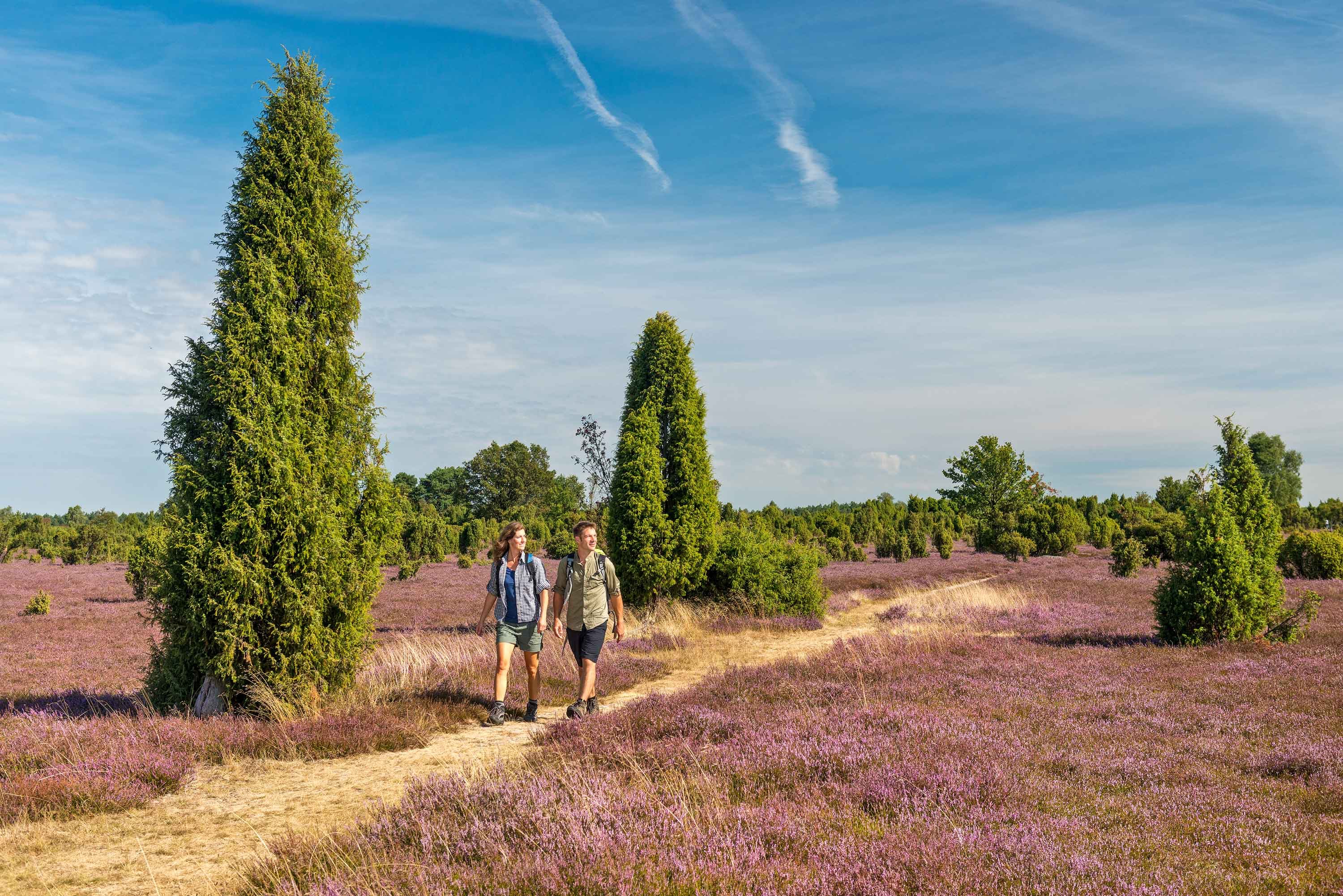 Zwei Wanderer auf einem Heideweg im Wacholderwald Schmarbeck während der Heideblüte in der Südheide – einer der schönsten Wanderwege der Region.