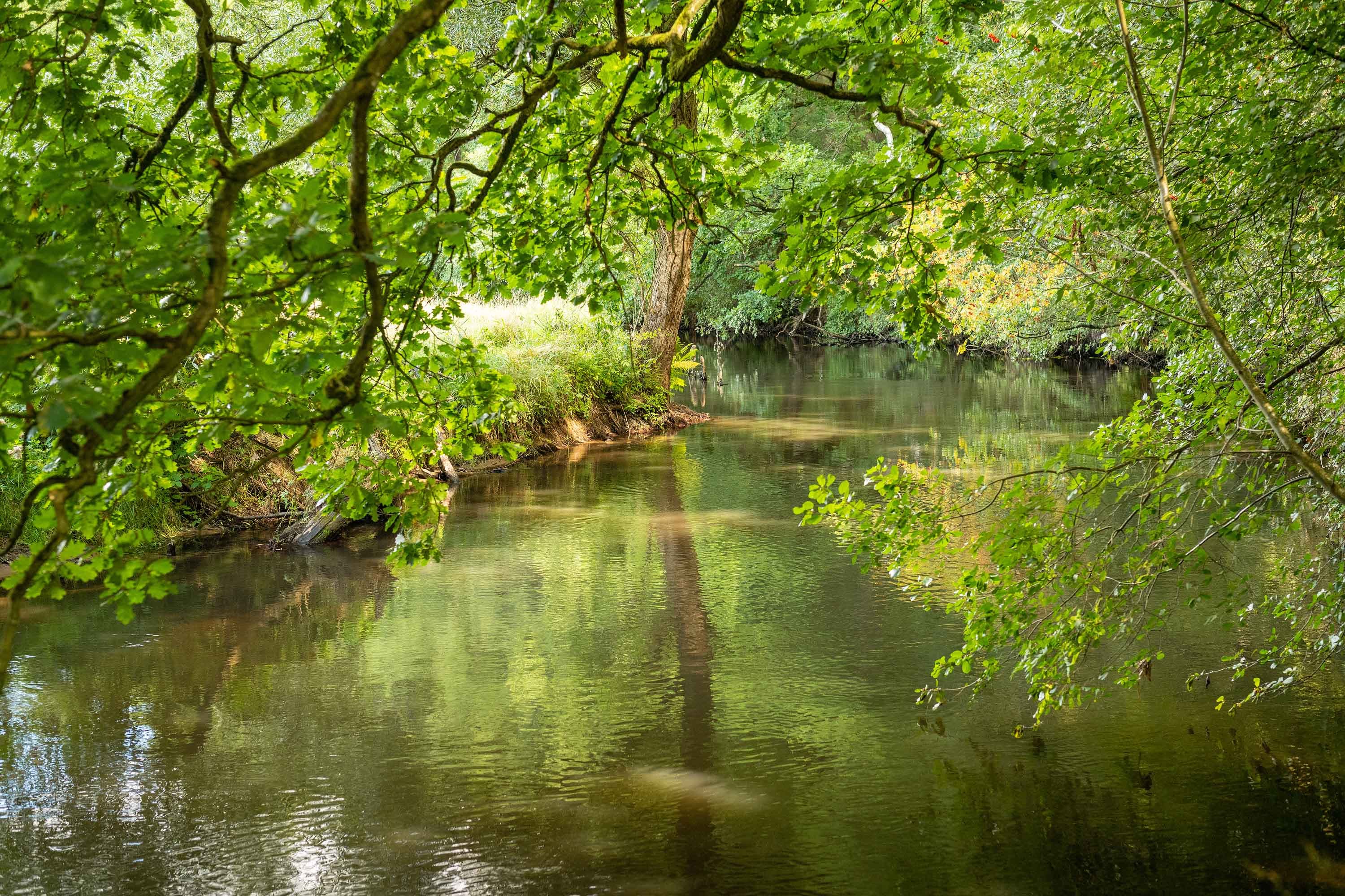 Klarer Heidefluss Örtze im Örtzetal mit dichtem Laubwald am Ufer – Wanderweg im Naturpark Südheide.