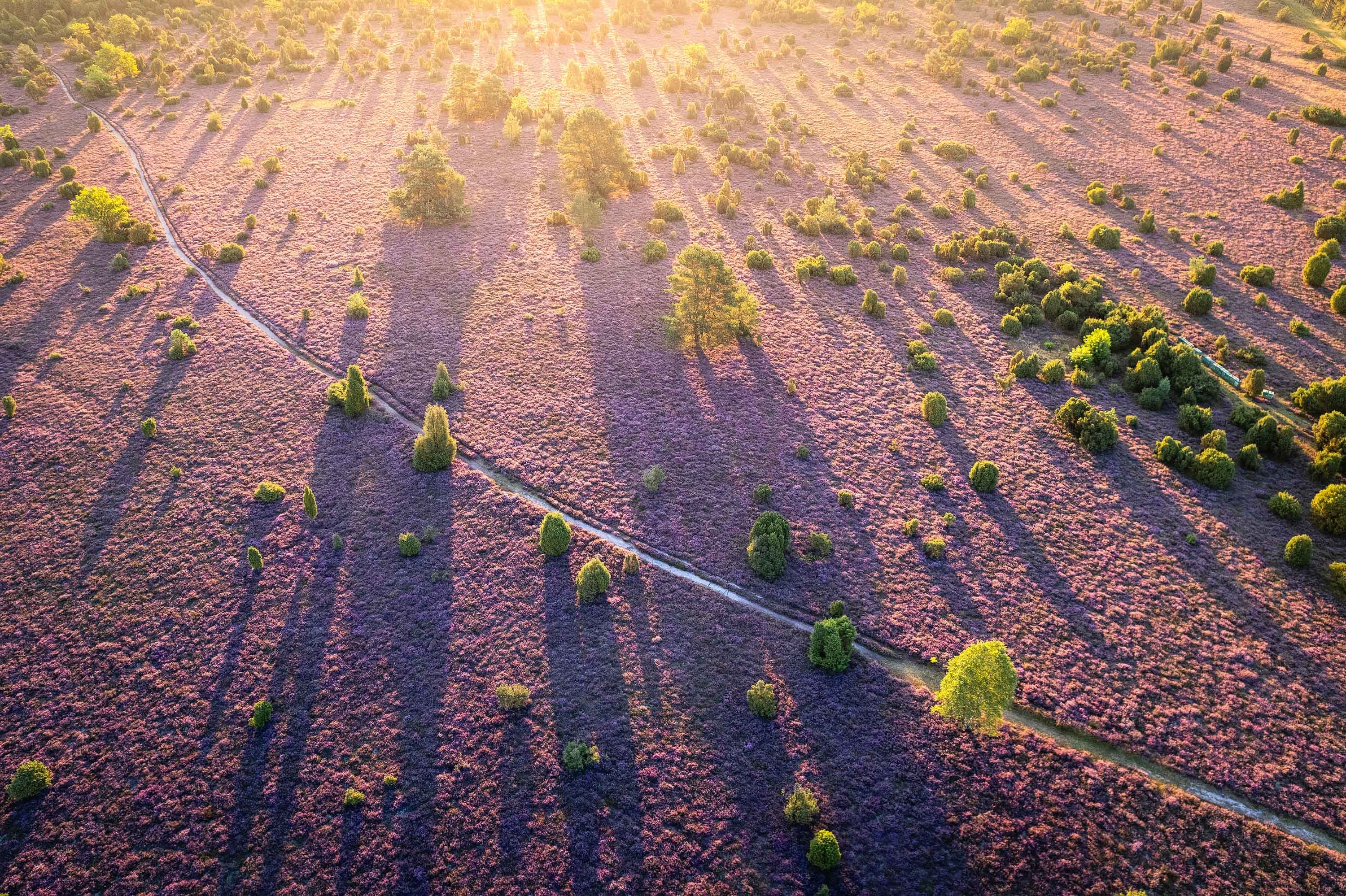 Wacholderwald bei Schmarbeck in der Suedheide mit typischer Heidelandschaft.